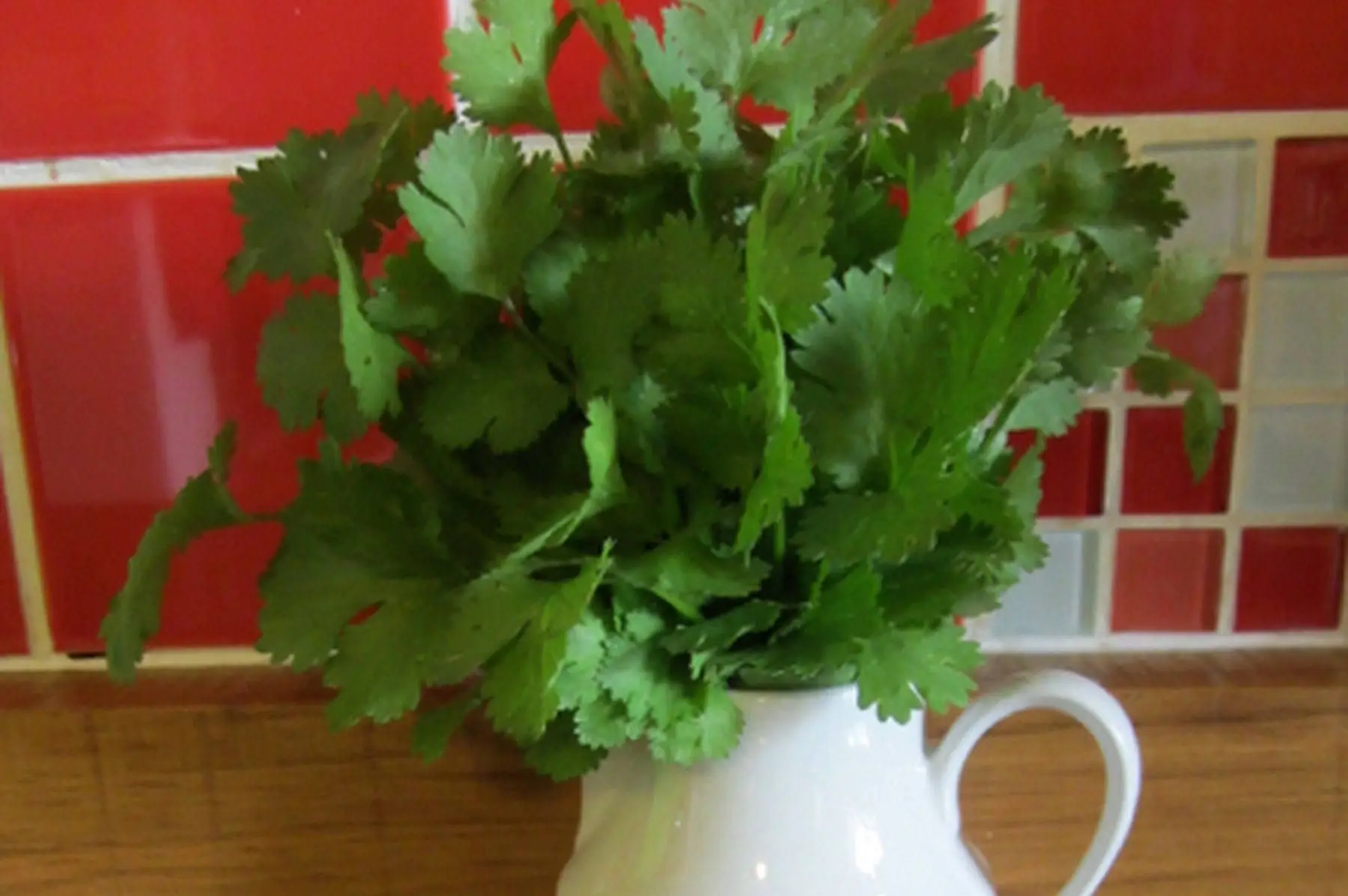 bouquet de coriandre