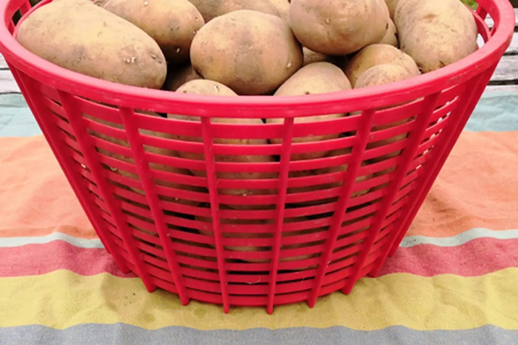 lot de 5 kg de pommes de terre fermes