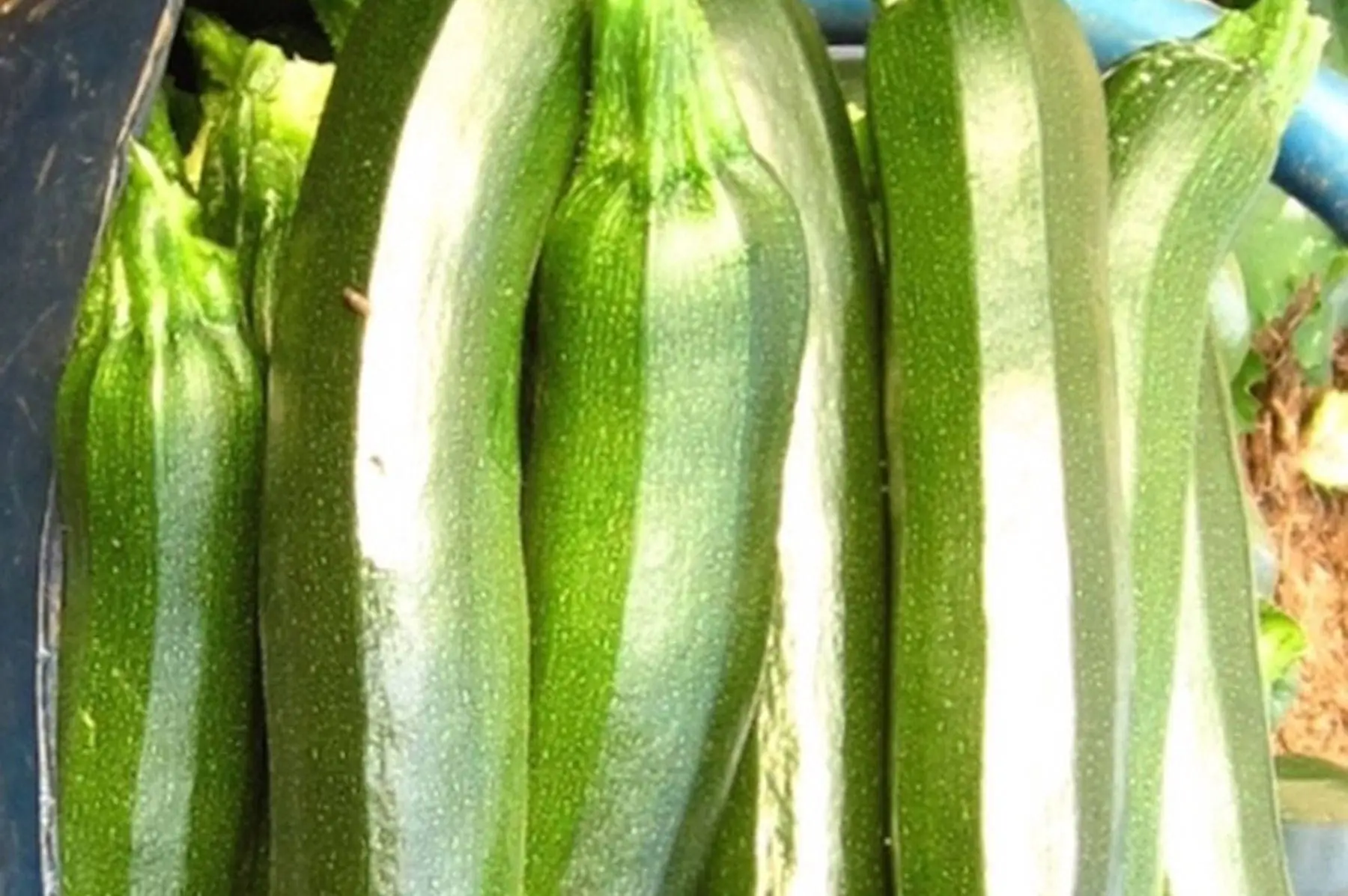 lot de 10 courgettes