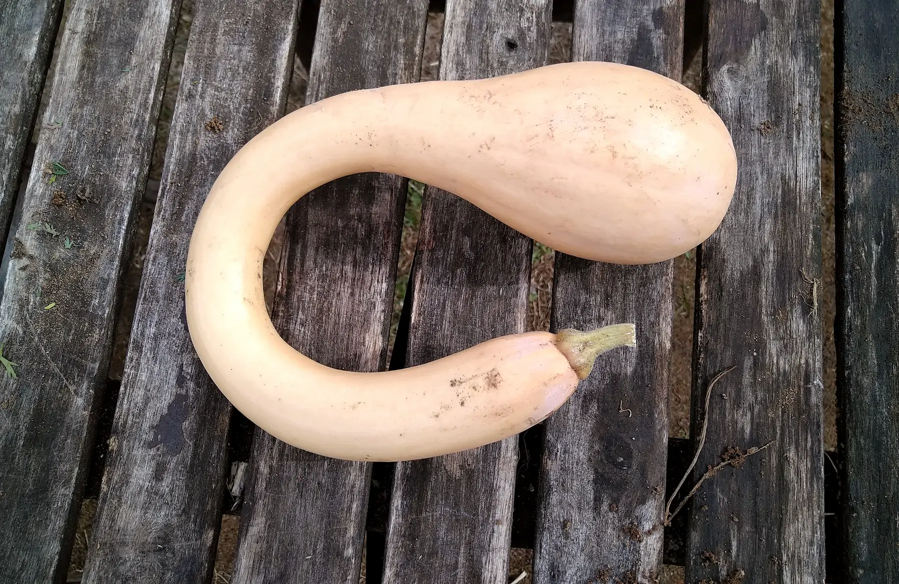 courge trompe d'albenga