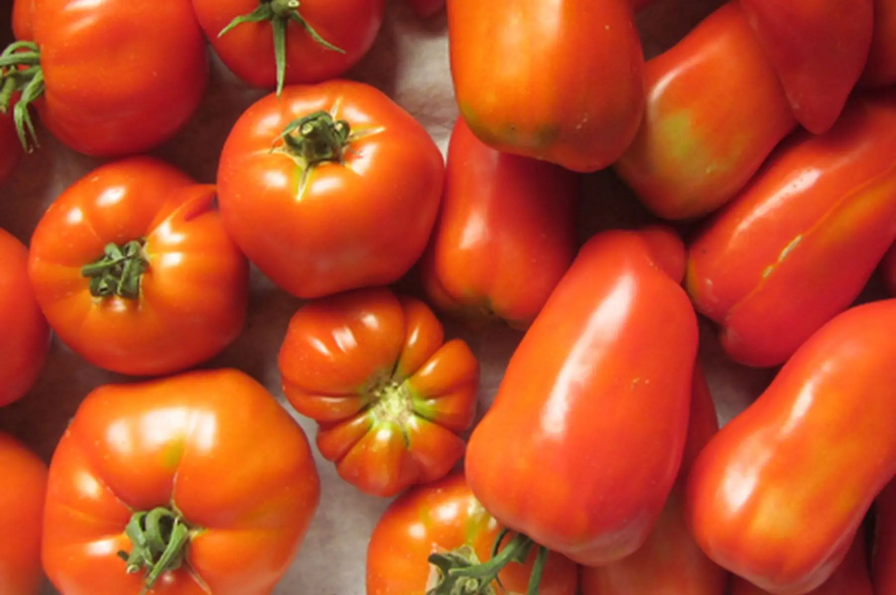 lot de 3 kg de tomates anciennes