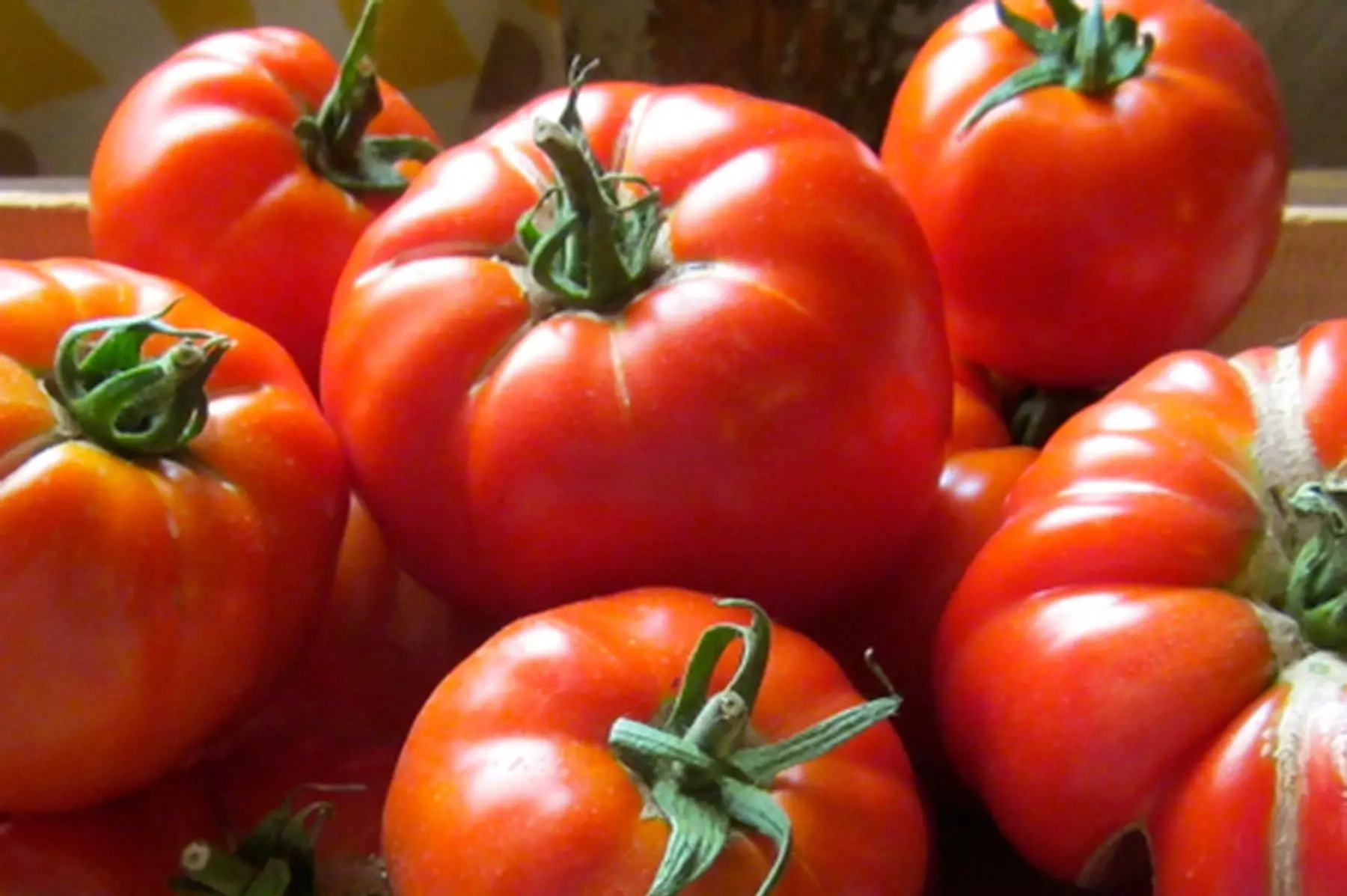 tomates anciennes "grosse de lombron"