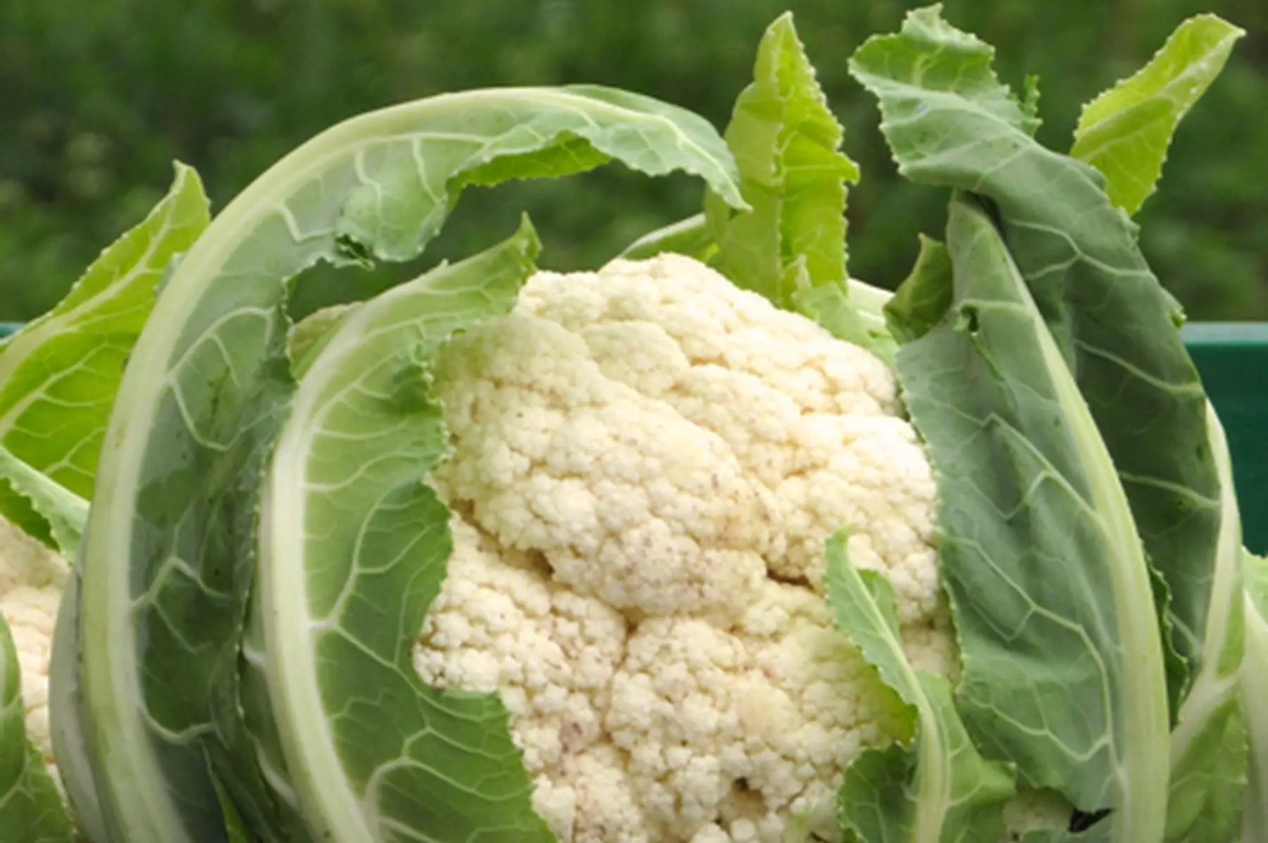 chou-fleur