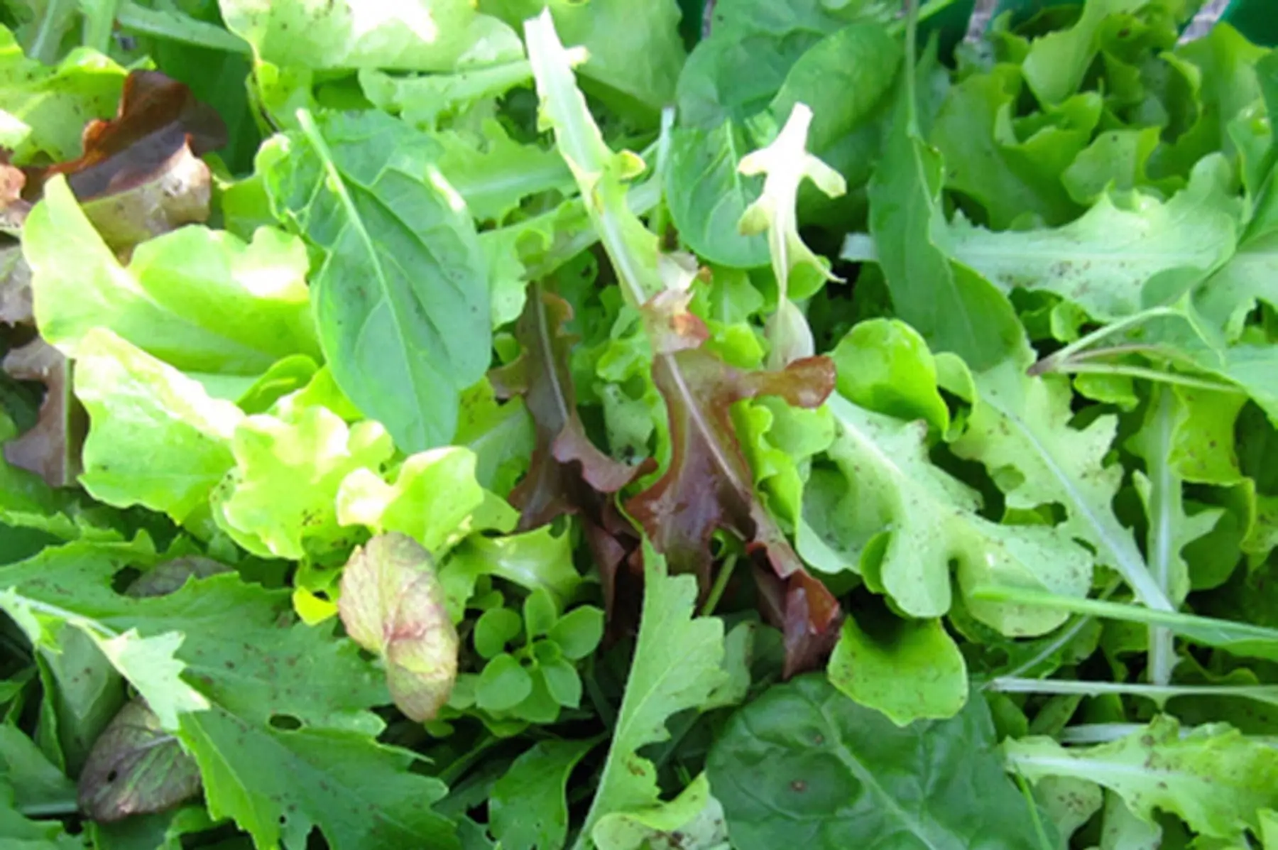 mesclun