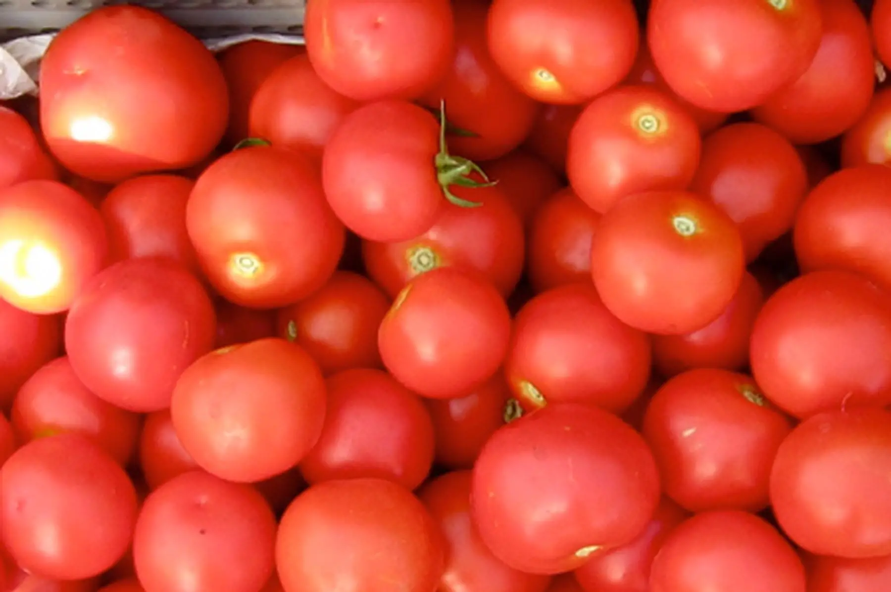 lot de 5 kg de tomates
