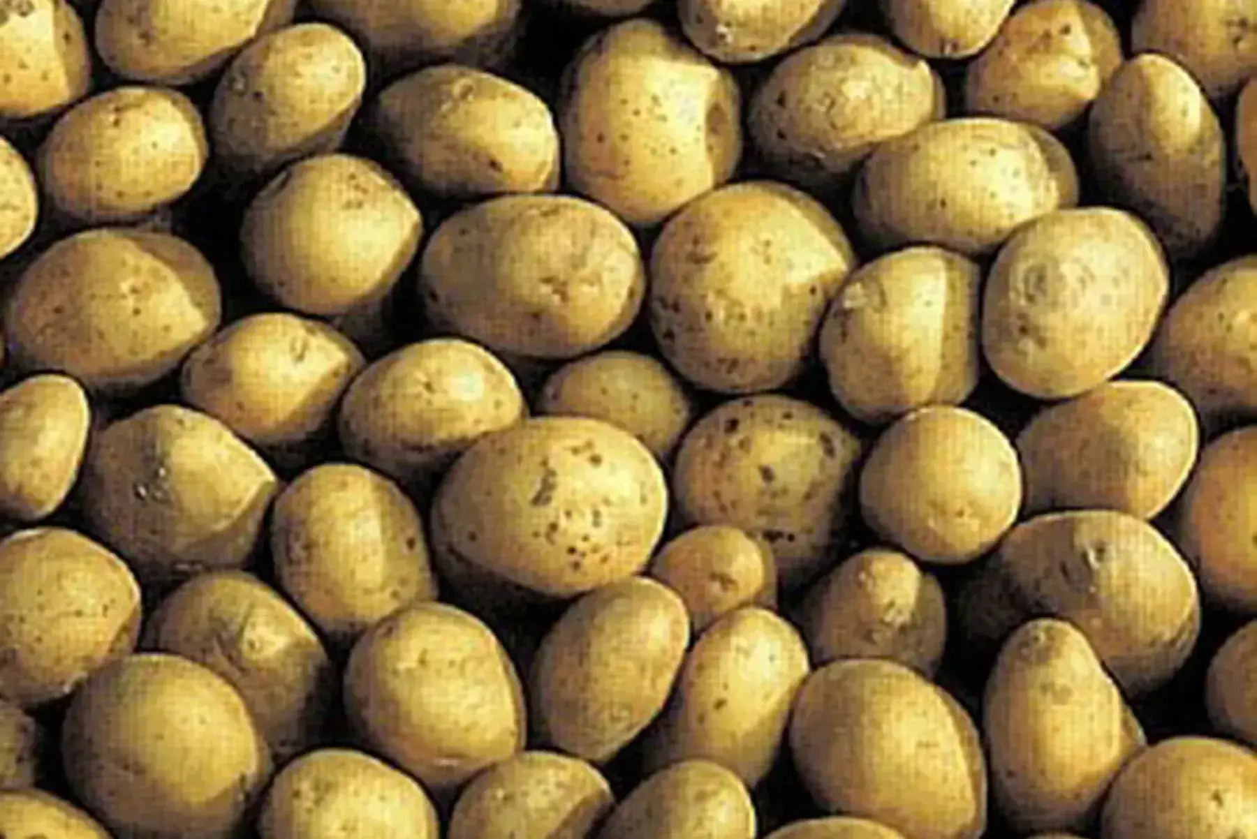 pommes de terre bio plateau de 5 kgs