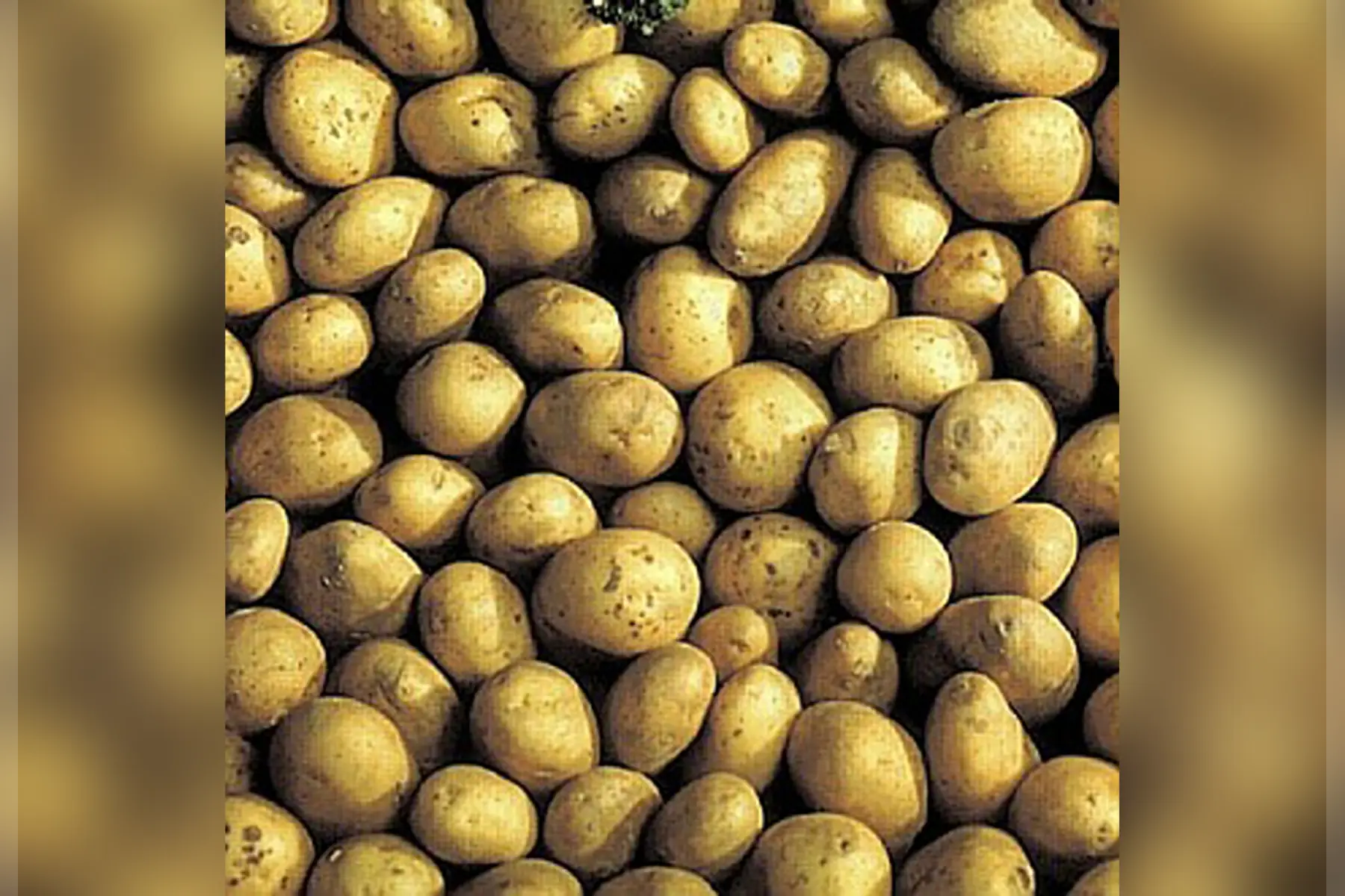 pommeS de terre EMERAUDE