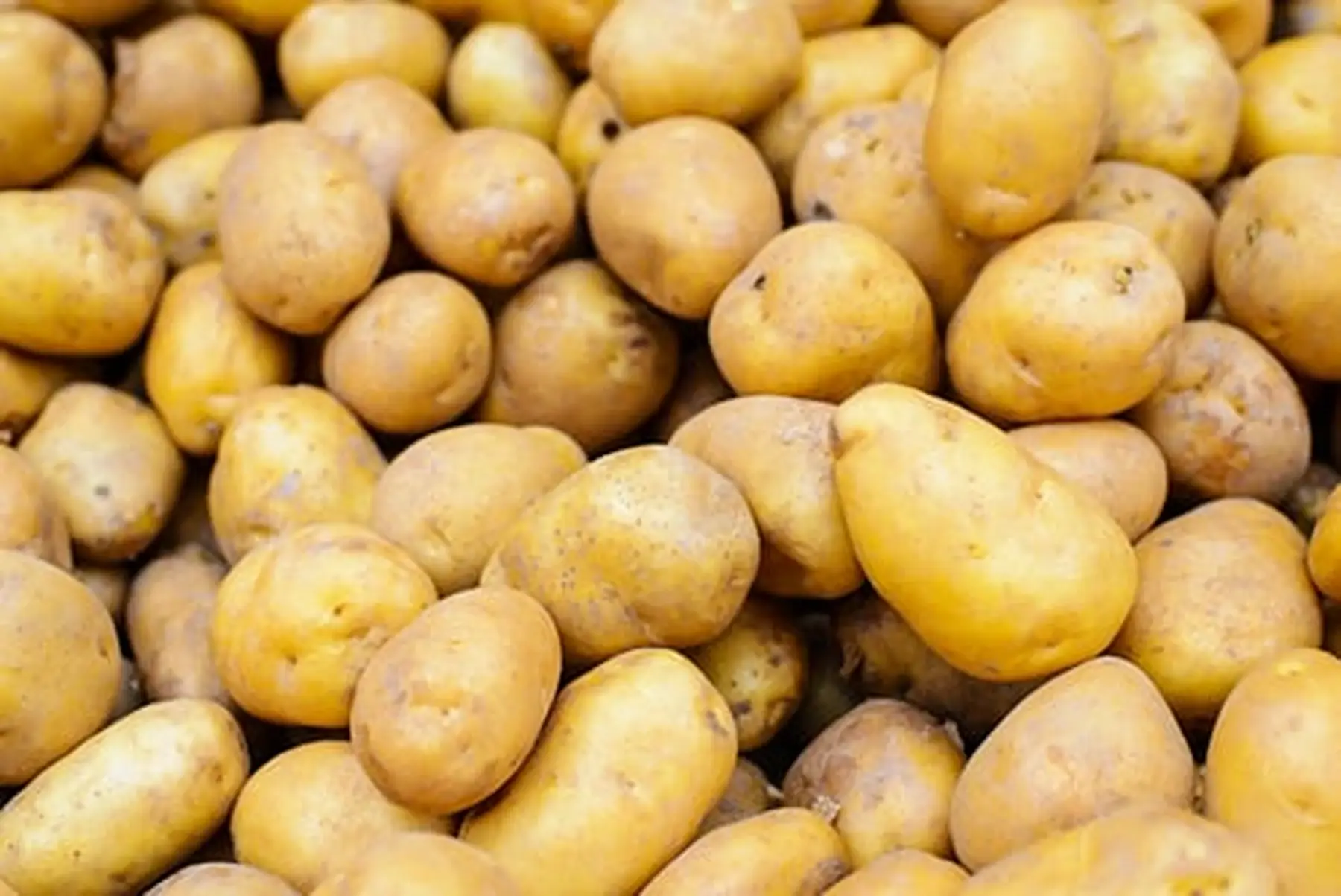OSTARA(pomme de terre)