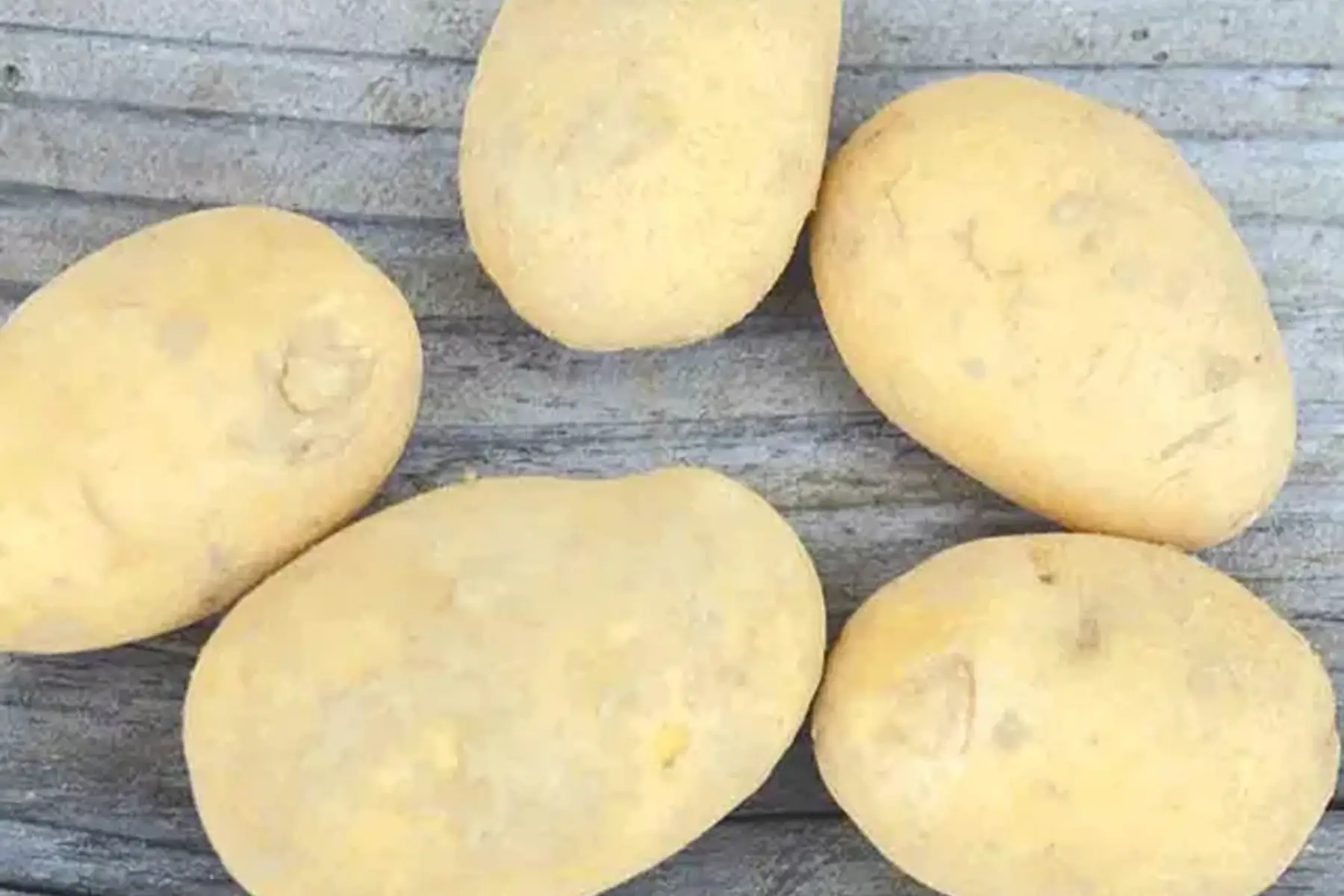 pomme de terre CHARLOTTE