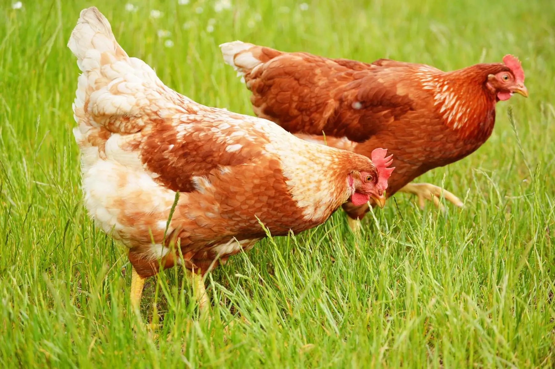 poule prête à cuire ( PAC )