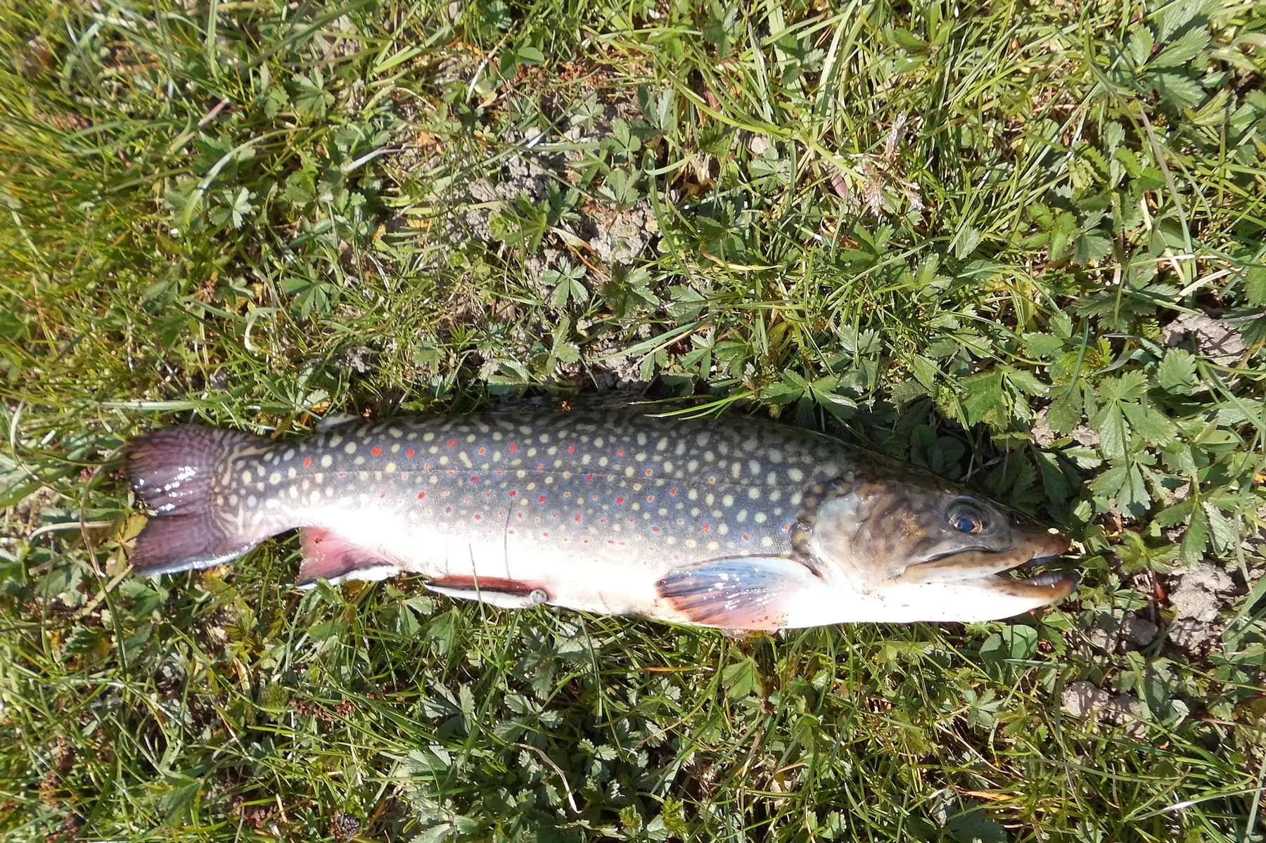 Les truites d andaure