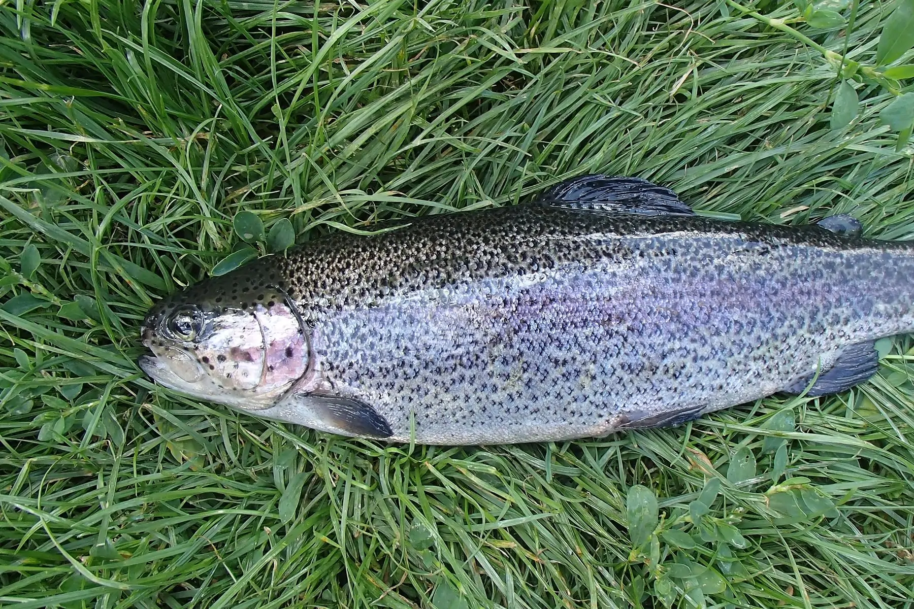 truite arc-en-ciel (oncorhynchus mykiss)