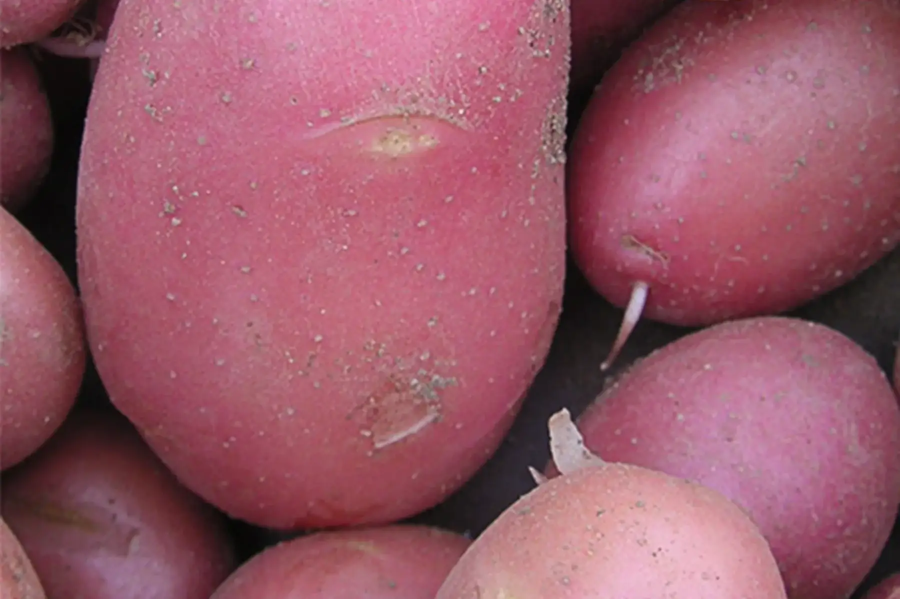 filet 5kg pdt dalida