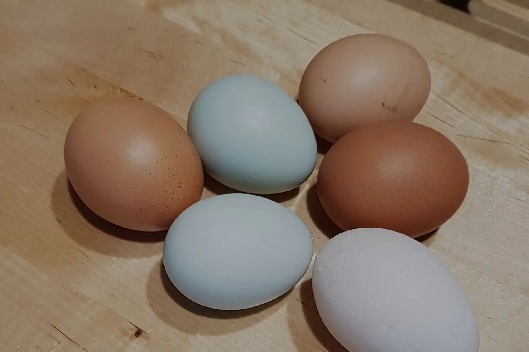 œufs fécondés à mettre à couver