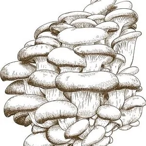 la ferme aux champignons