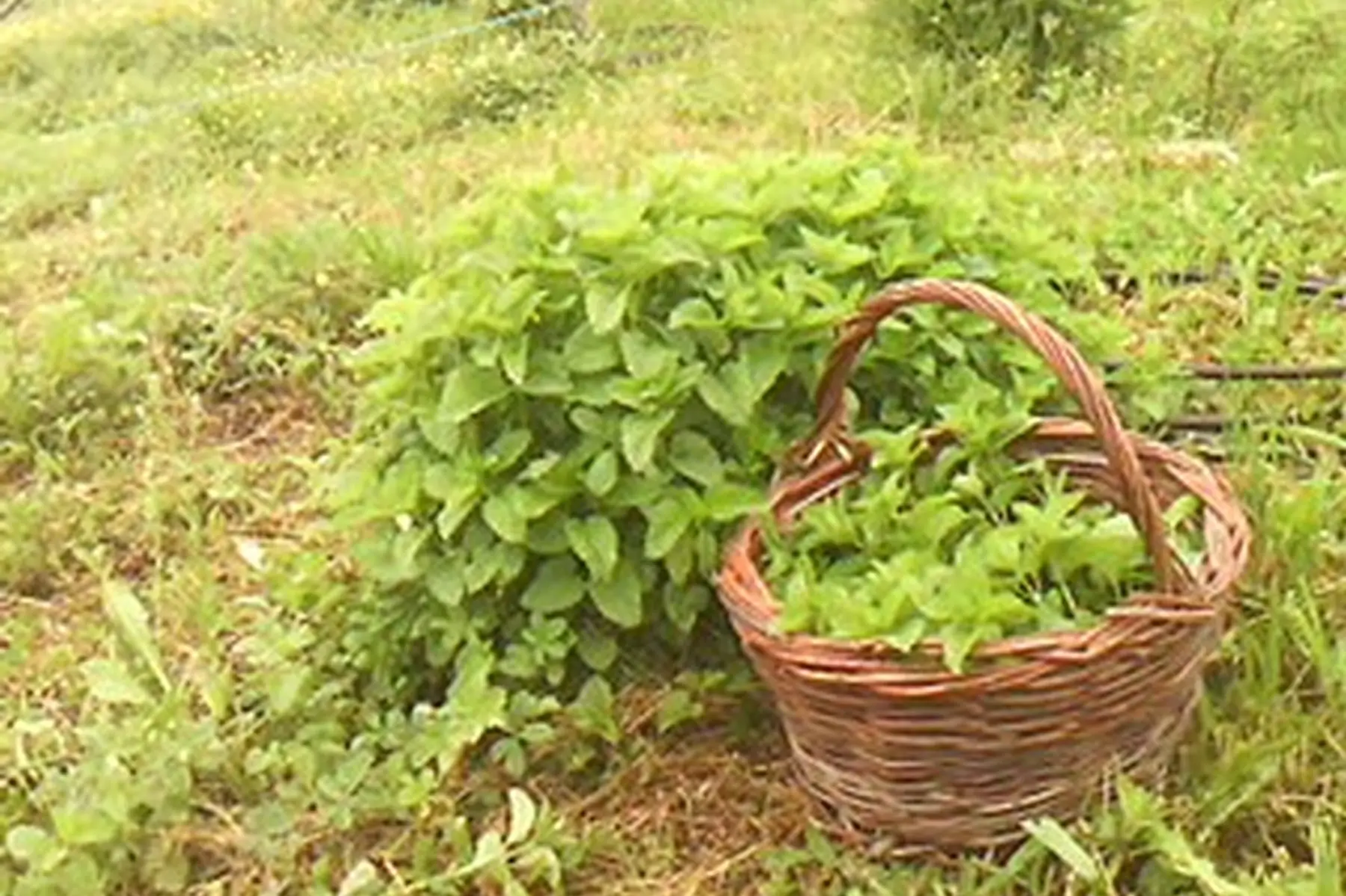 sorbet de plantes et de fleurs