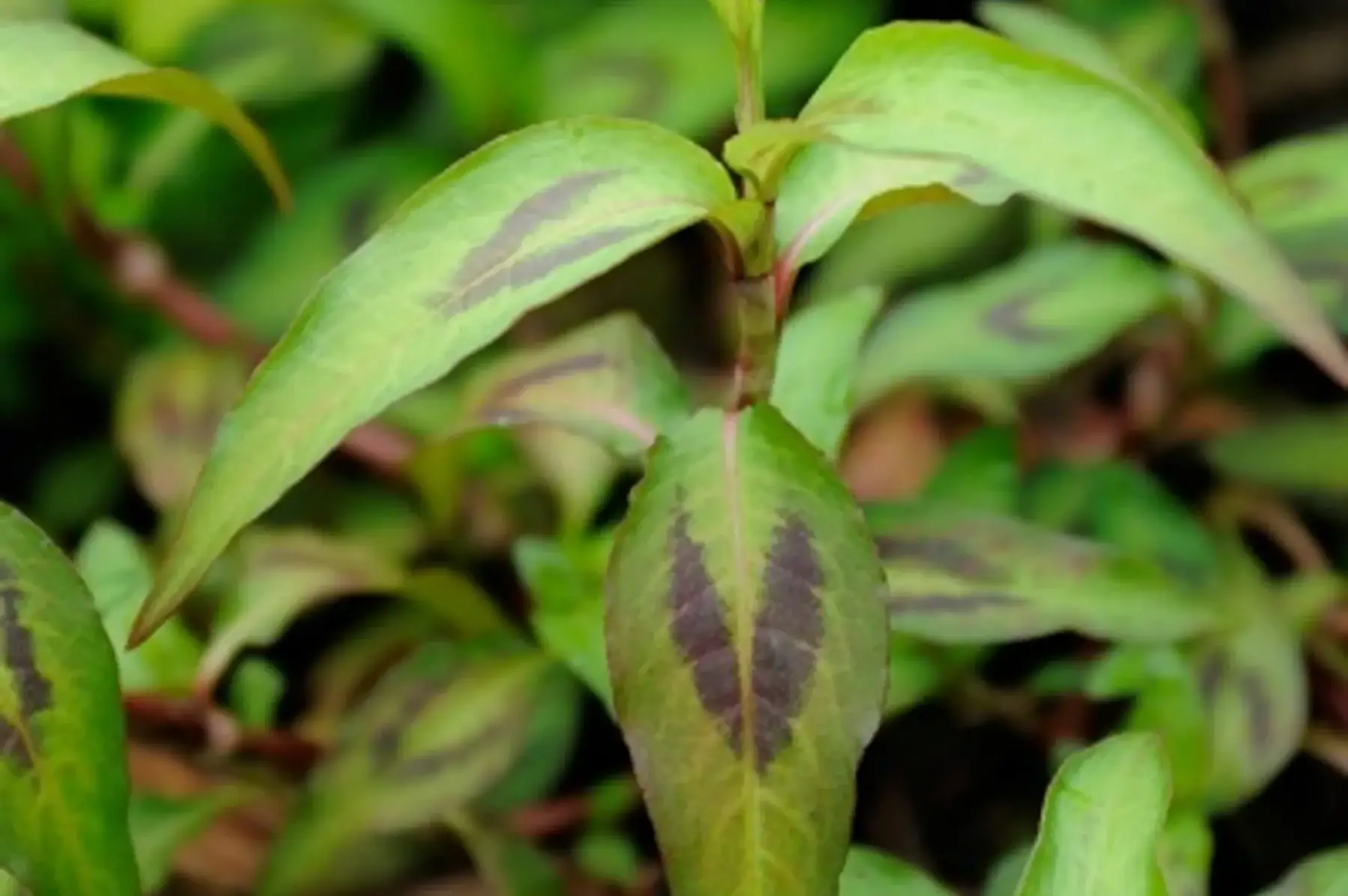 coriandre vietnamienne