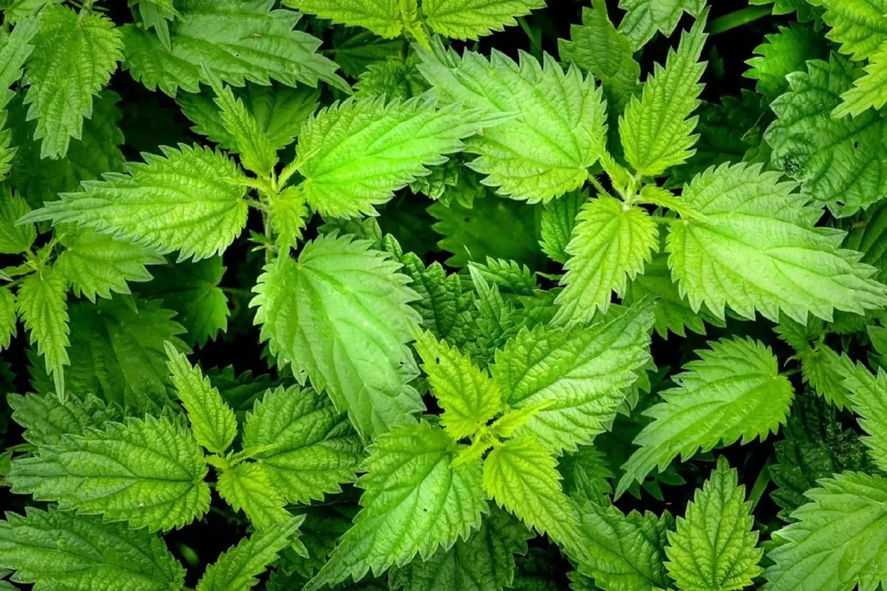 pointes d'ortie en vrac