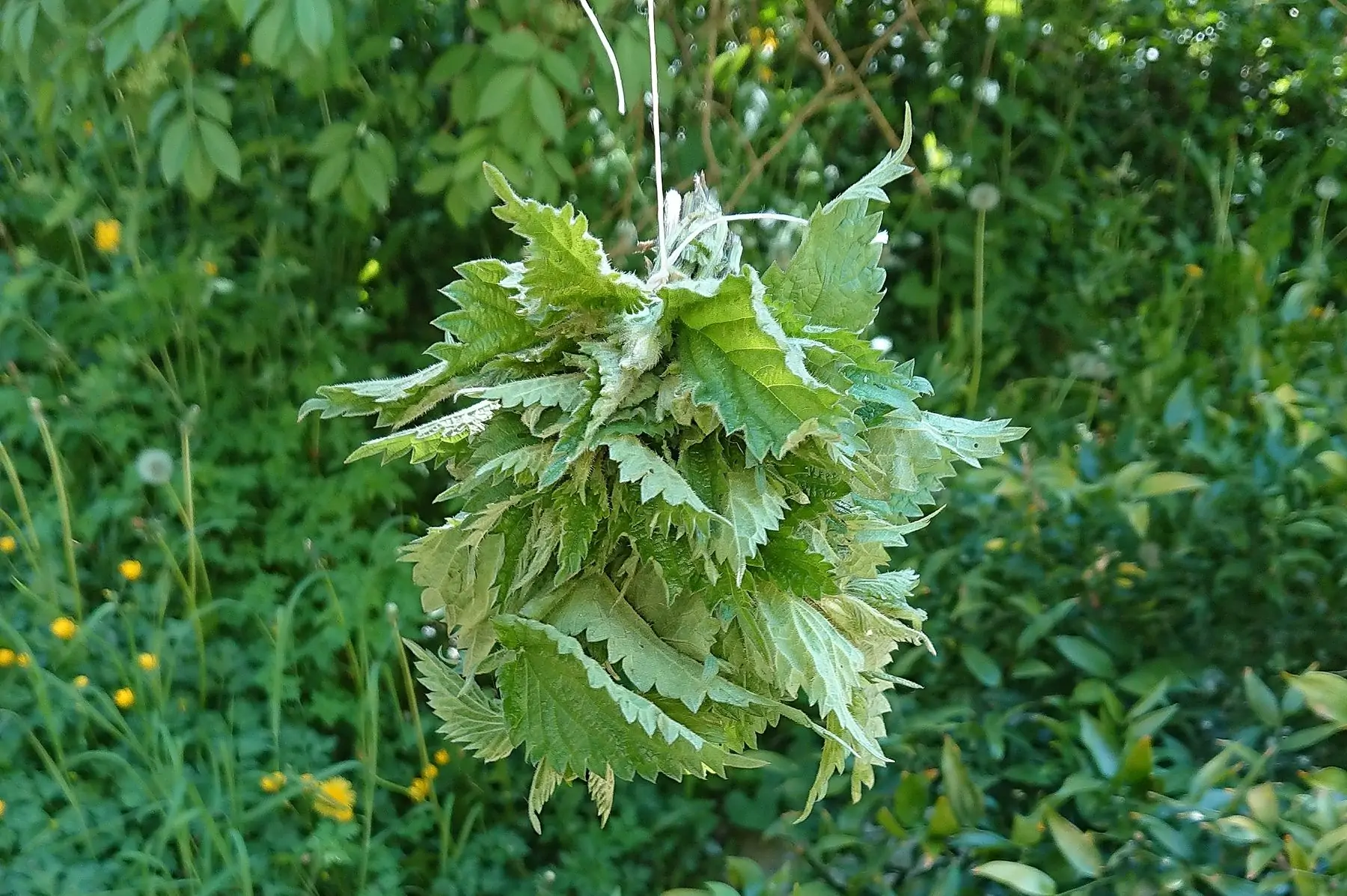 bouquet de pointes d'orties fraîches bio