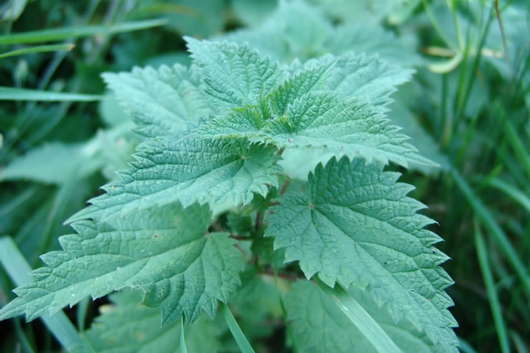 conserve d'orties bio