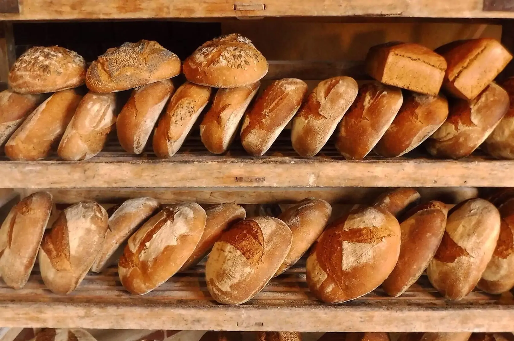 GAEC Bellis Perennis