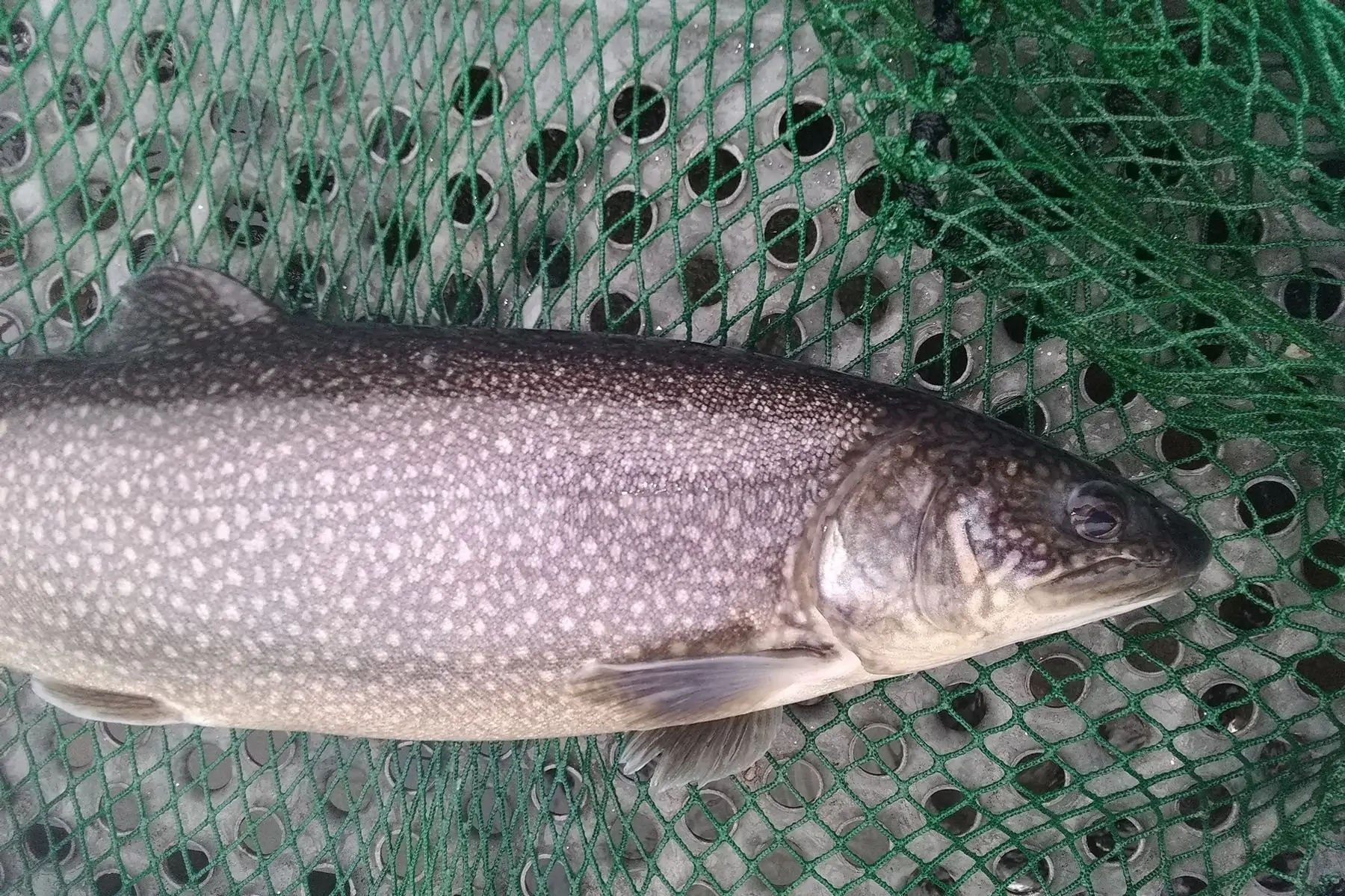 la truite d archiane