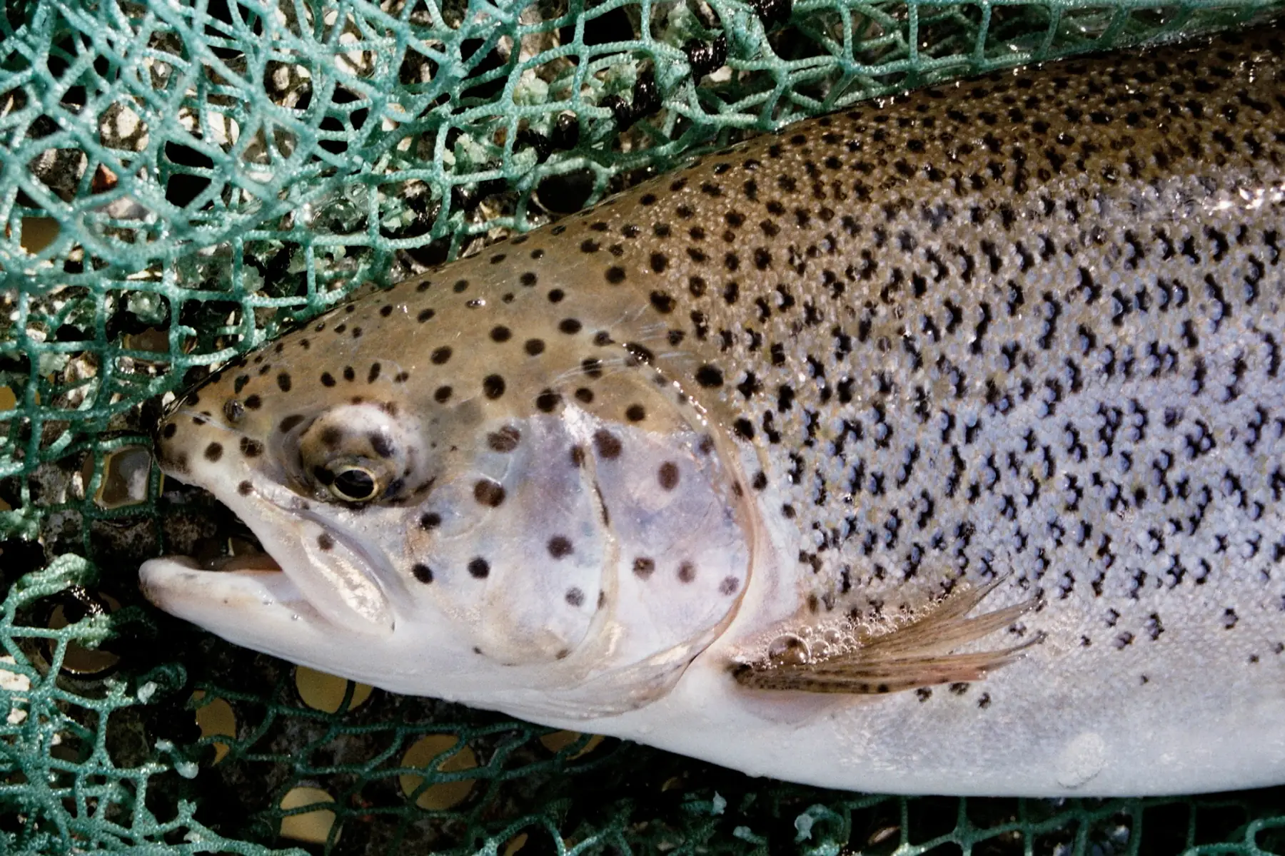 grosse truite arc en ciel (3-4 personnes)