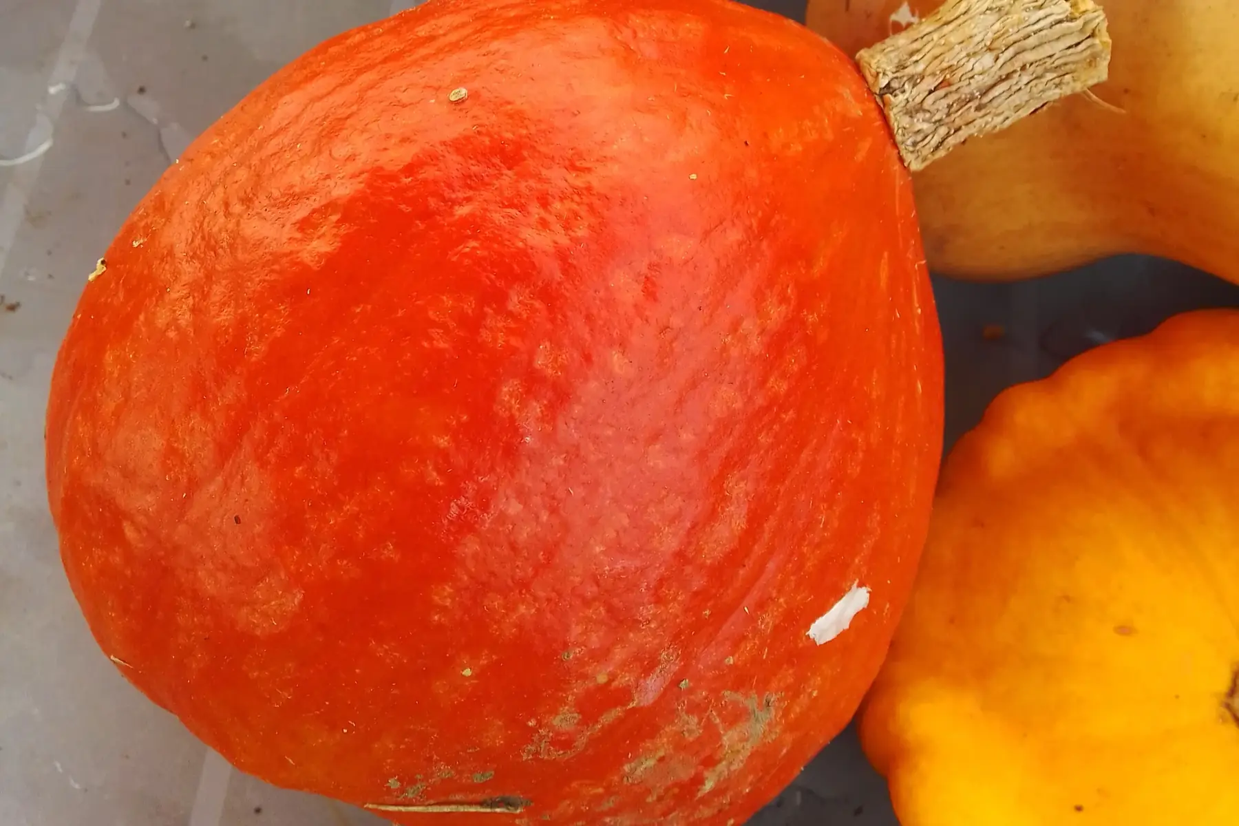potimarron orange gros