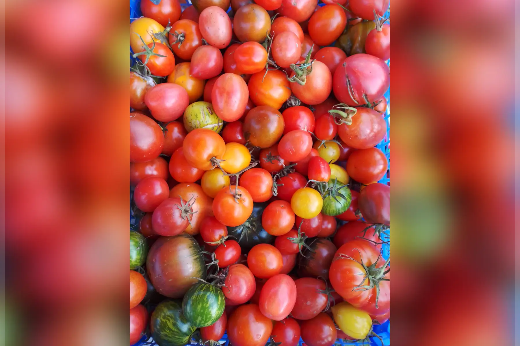 tomates