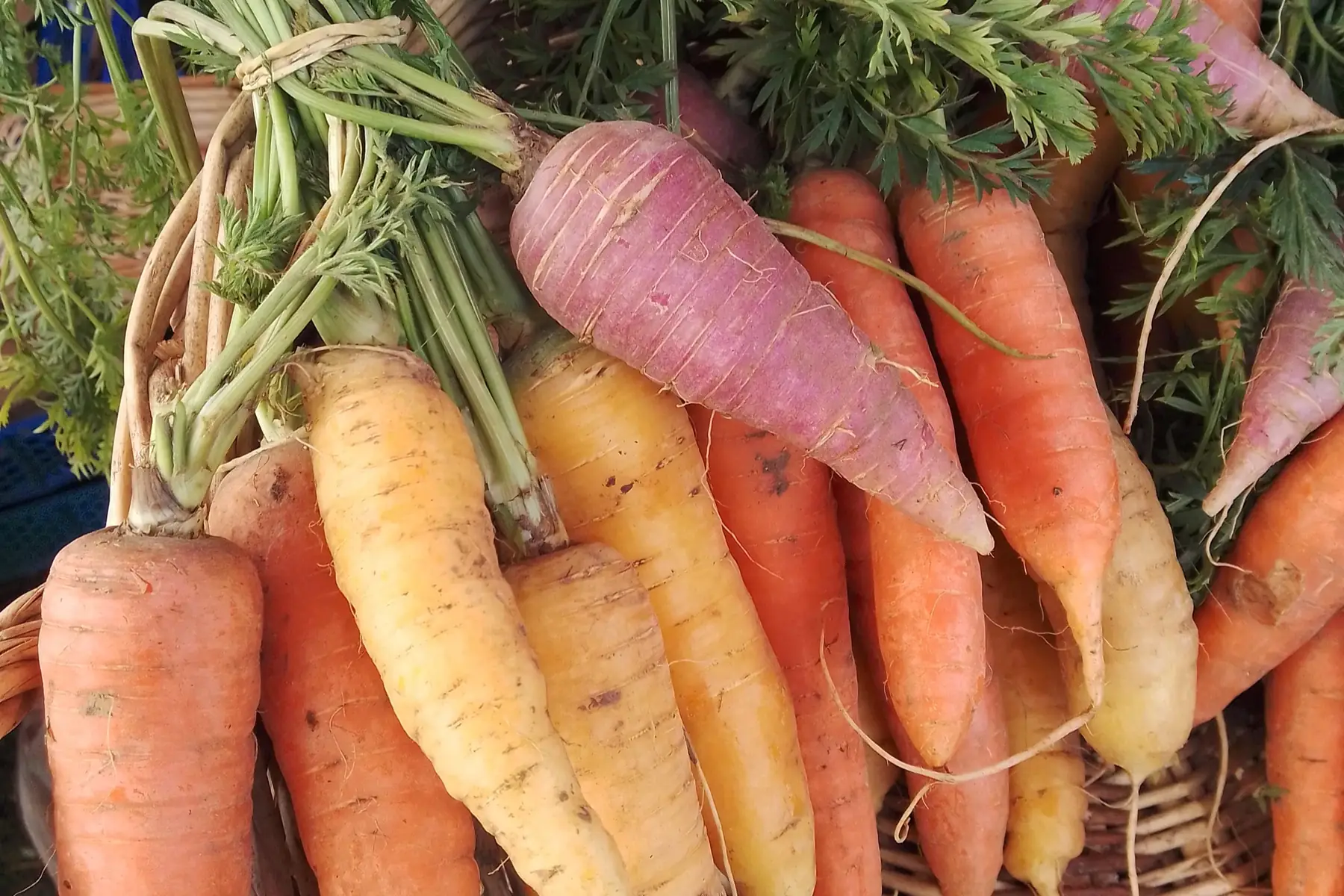 carottes