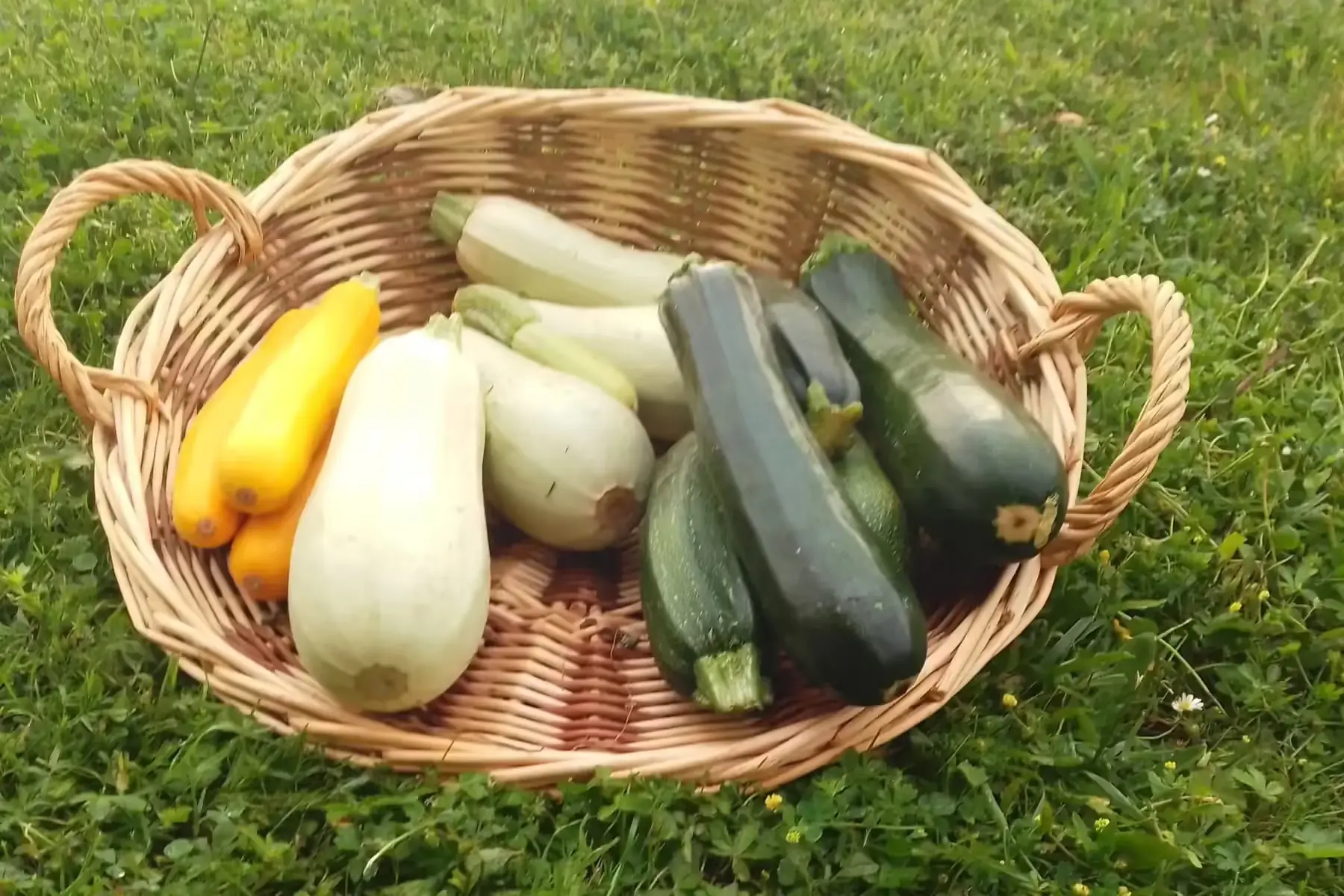 courgette