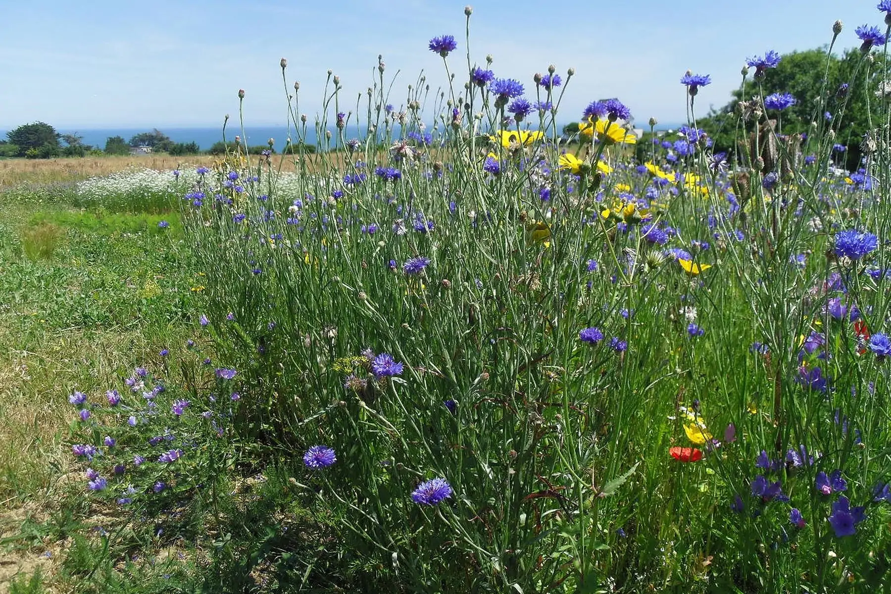 Un pied devant l'autre - Blandine PREVOST