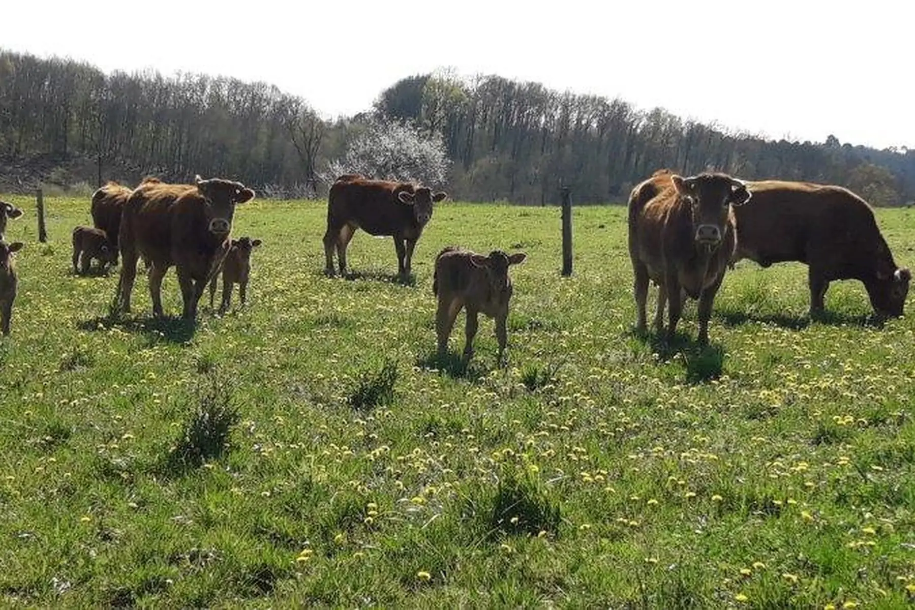 colis boeuf grillade 5 ou 10kg