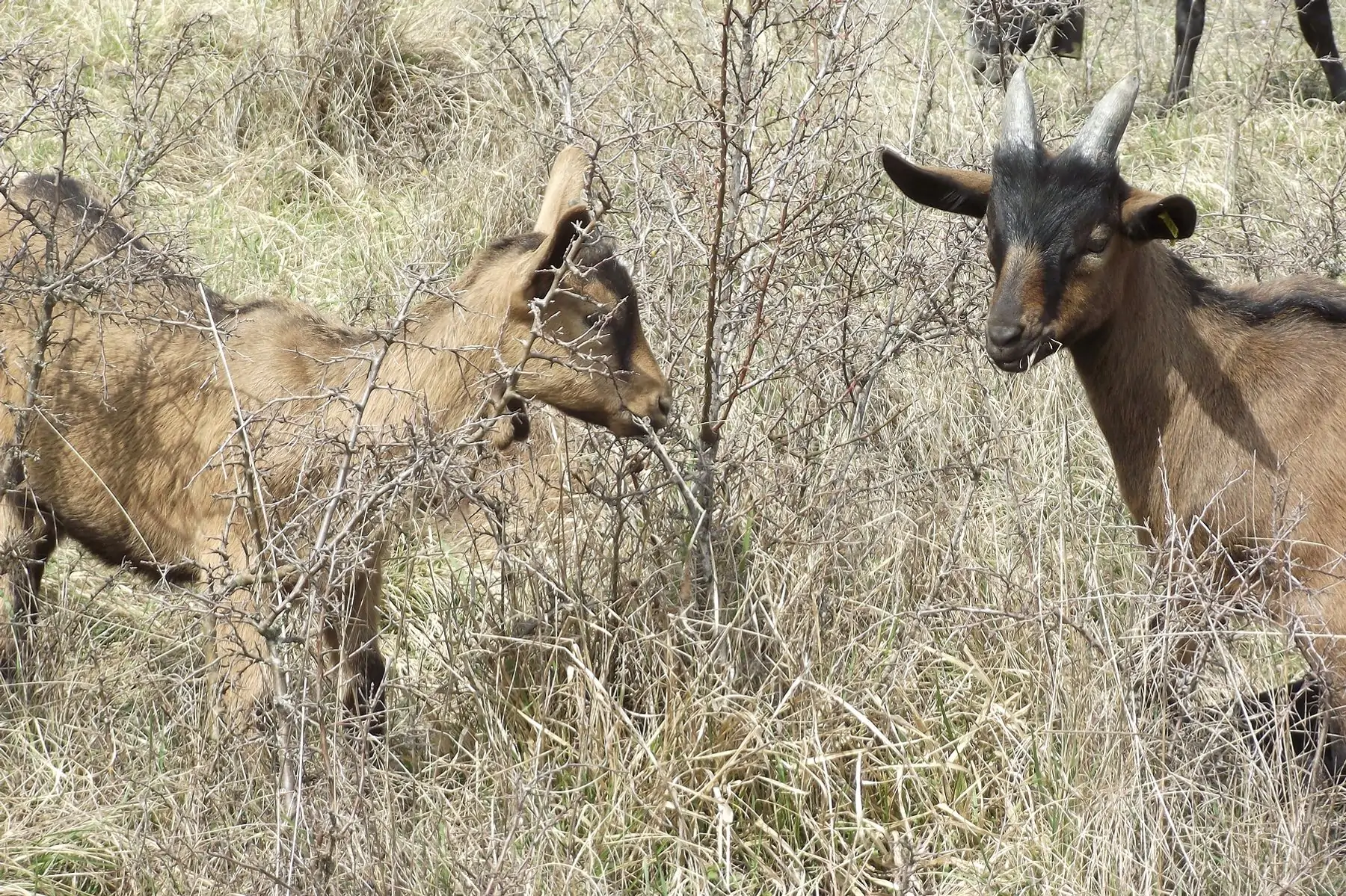 chevreau 1/2 caissette 5 kg