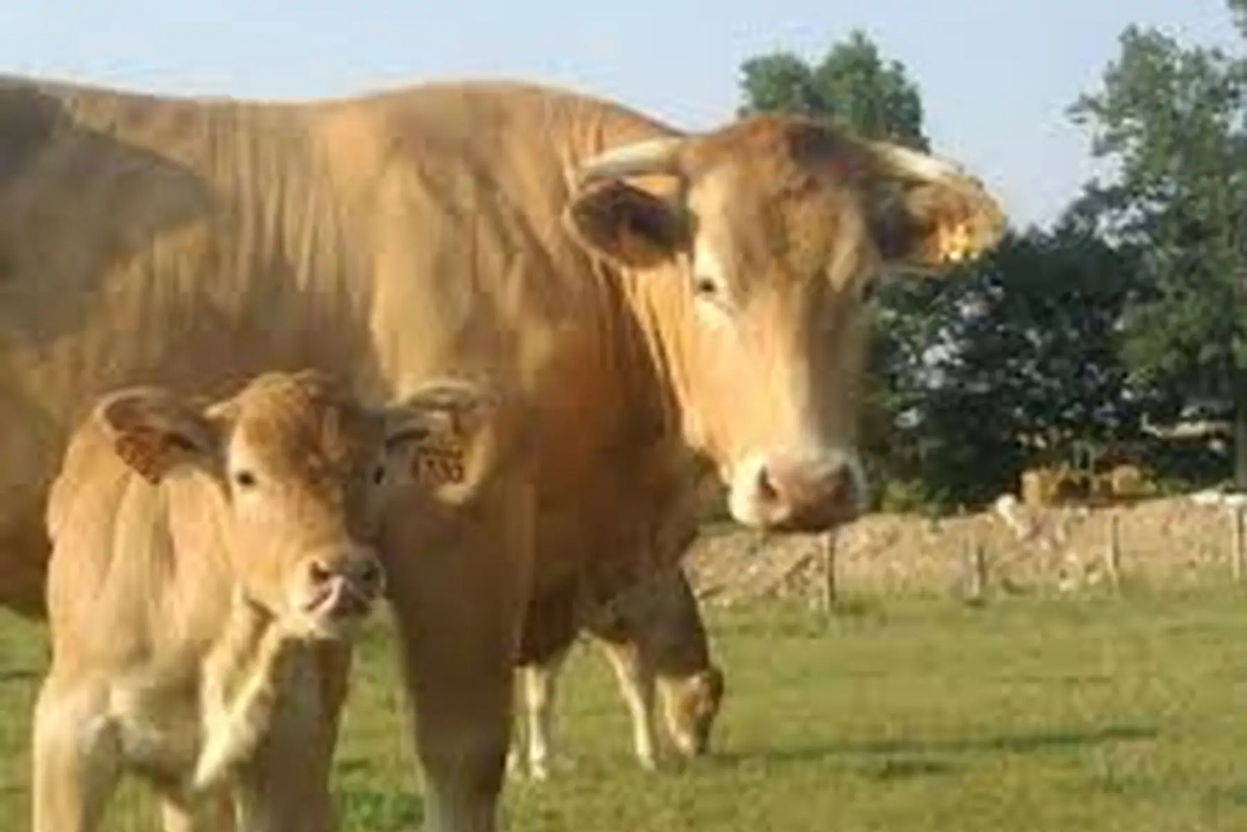 veau campagnard (formule classique) 13.20€/kg