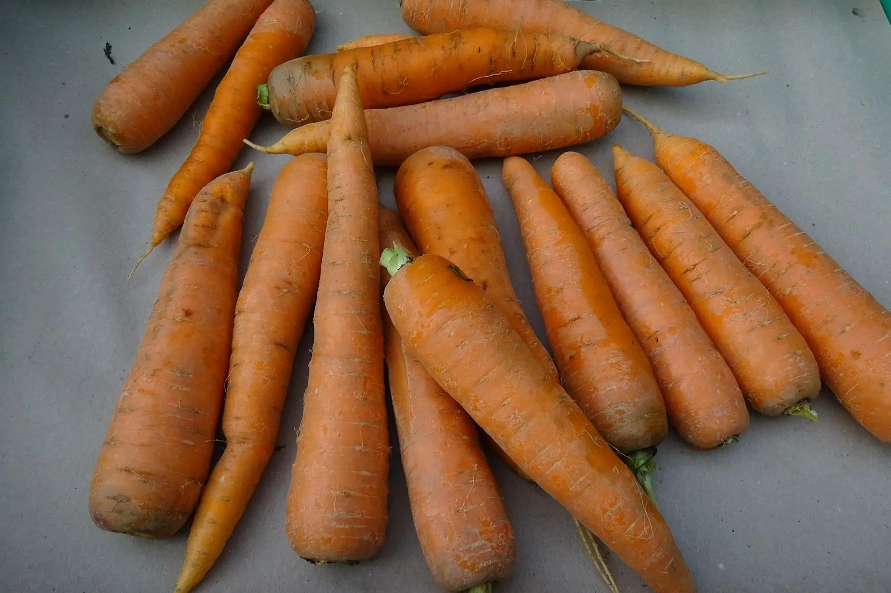 carottes