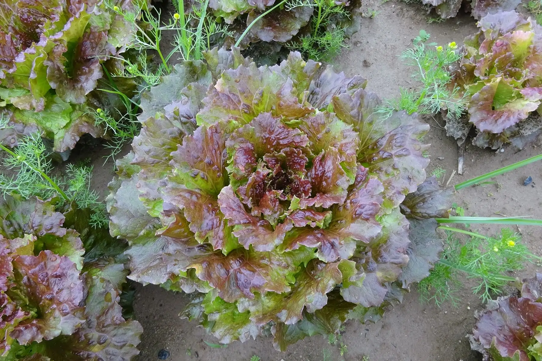 salade batavia rouge