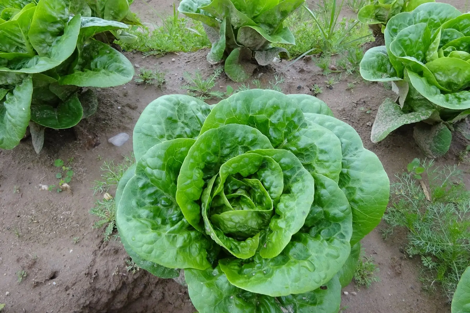 earl du bois de lajus