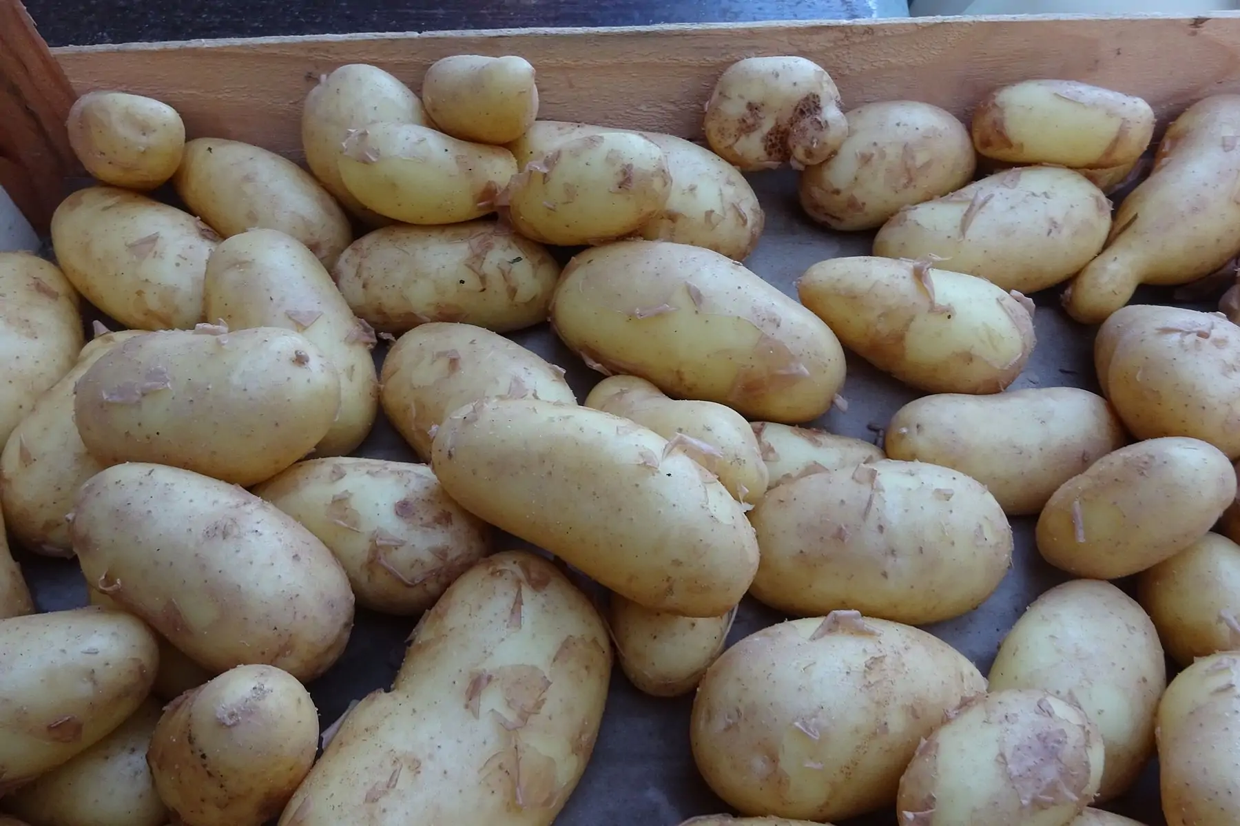 pomme de terre nouvelle louisana