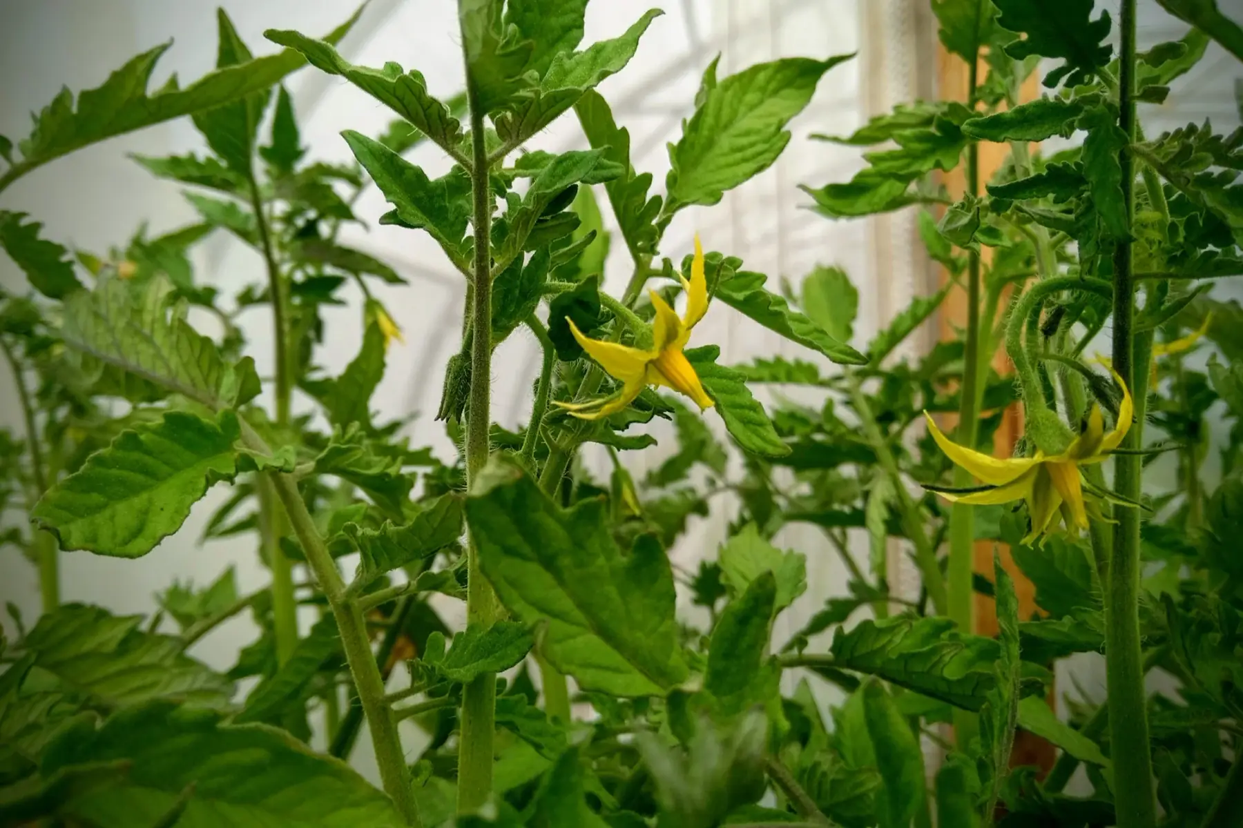6 plants "tomates"