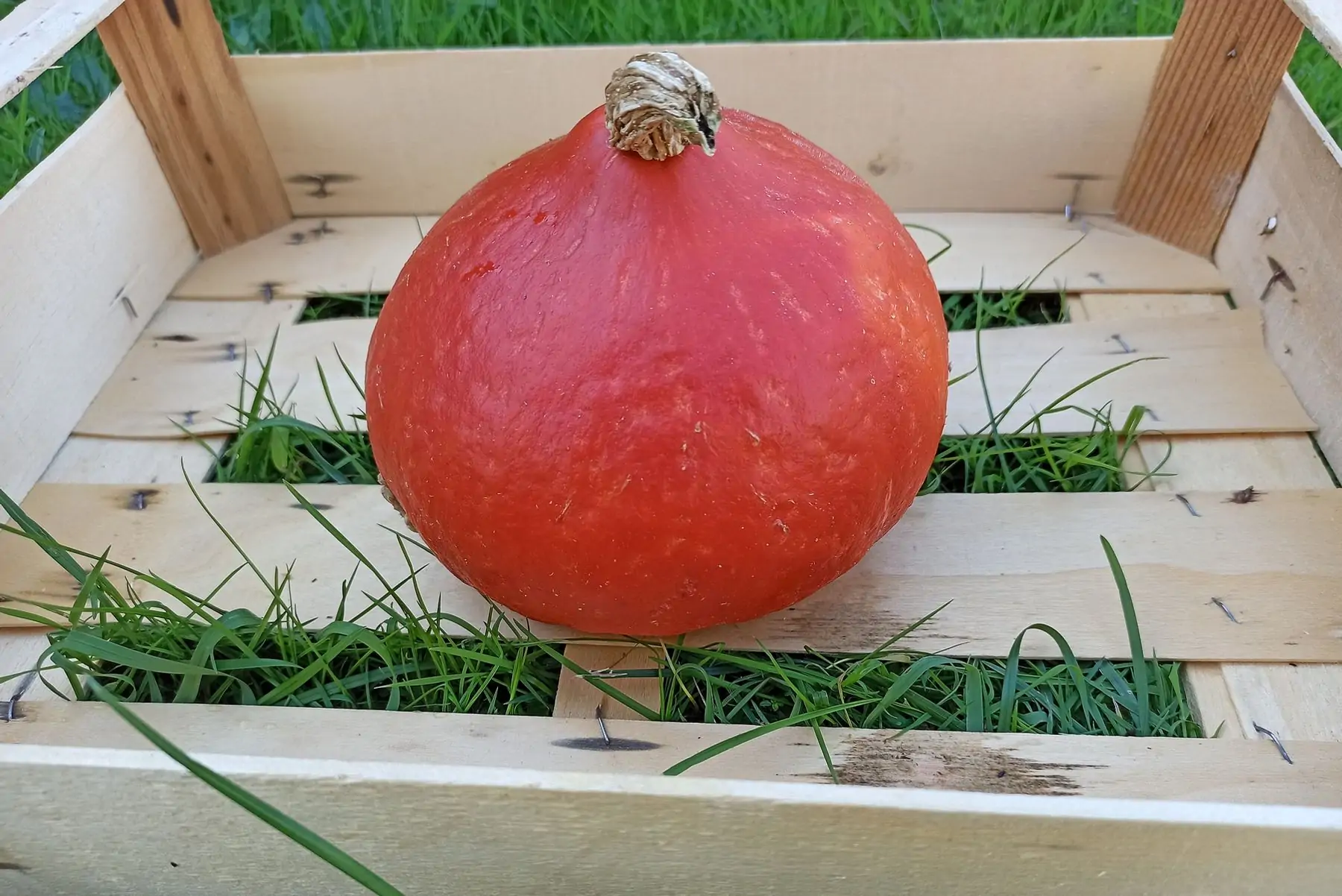 potimarron 1 kg (+/- 50 grs)