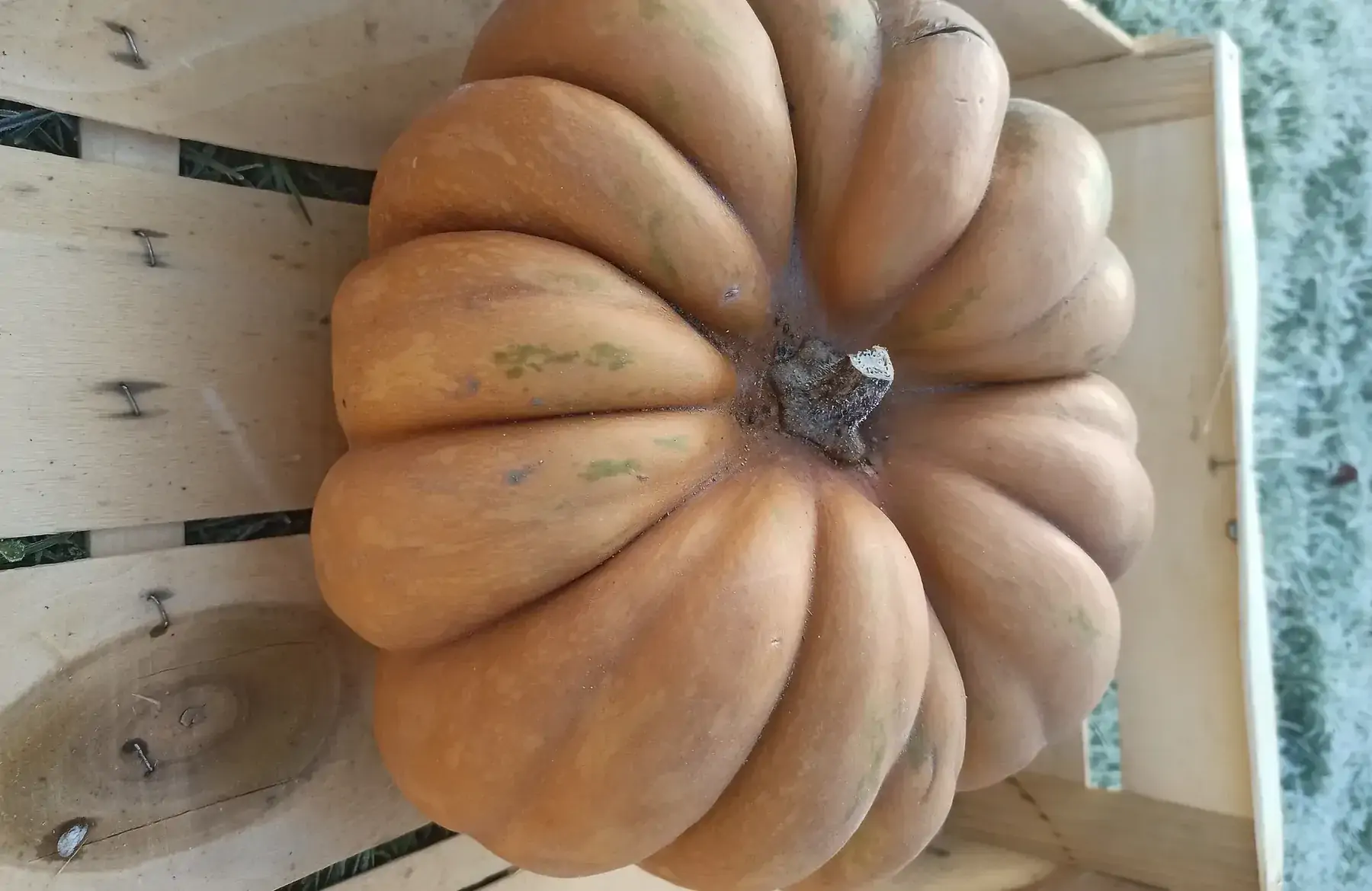 courge musquée de provence