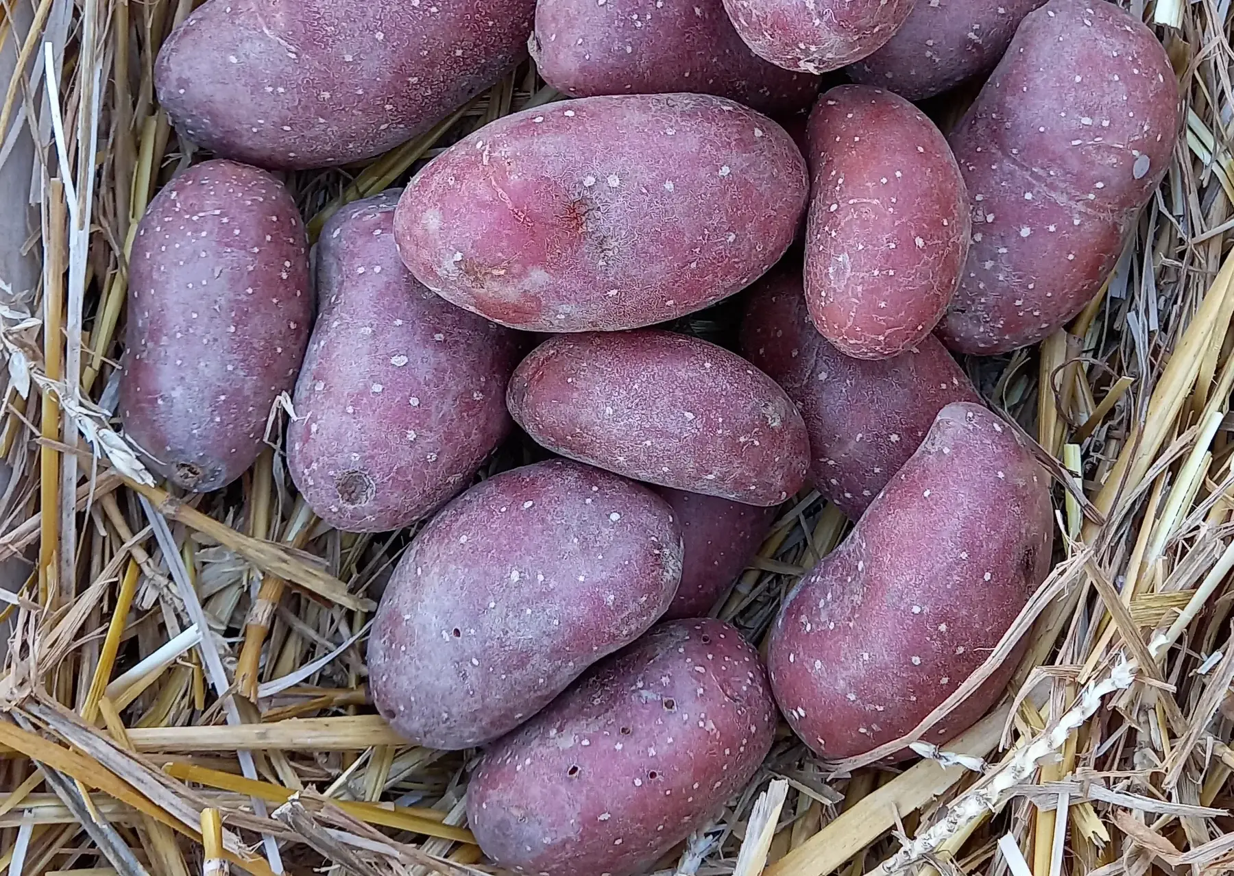 pommes de terre "cheyenne"