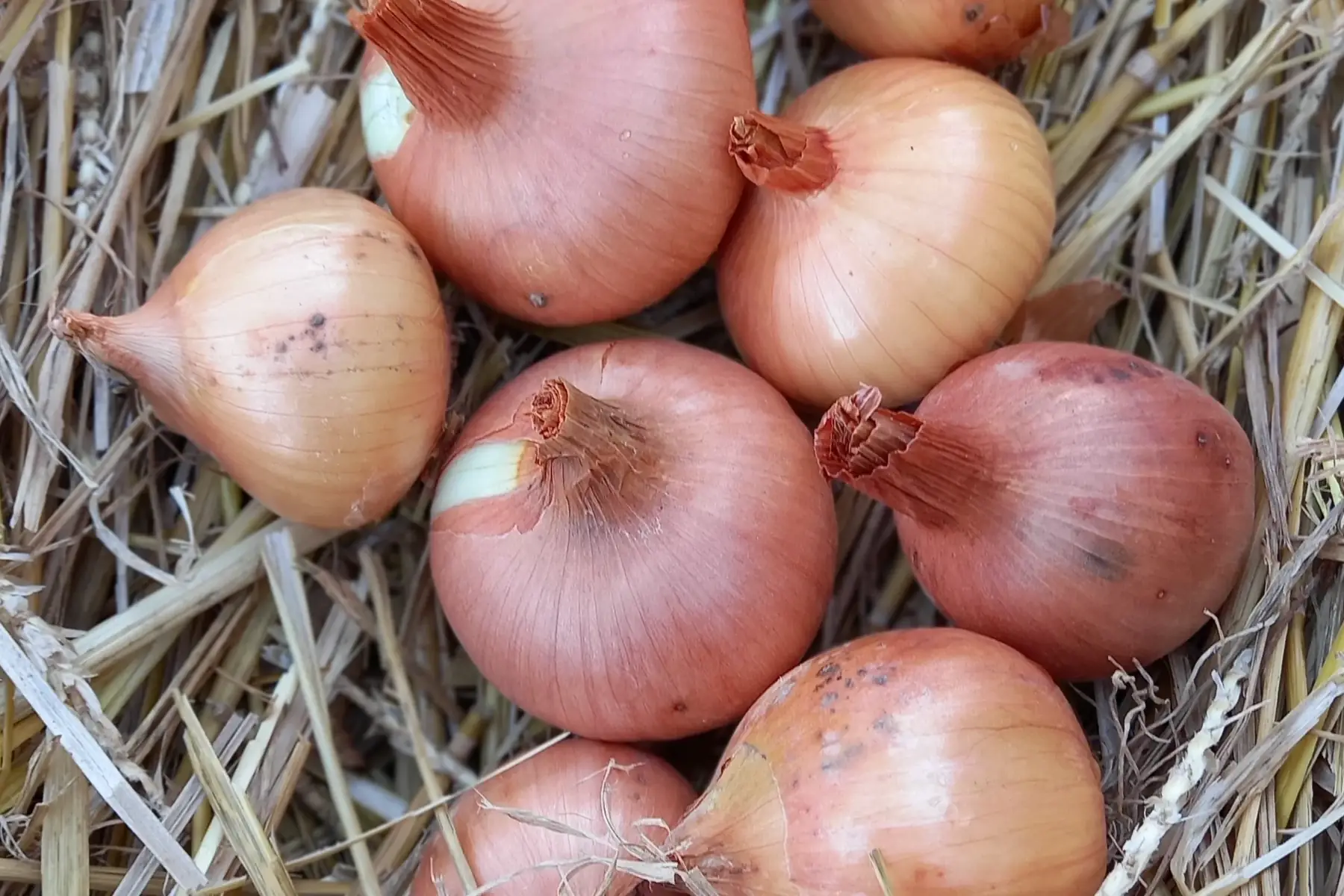 Légumes Bio Bergerac