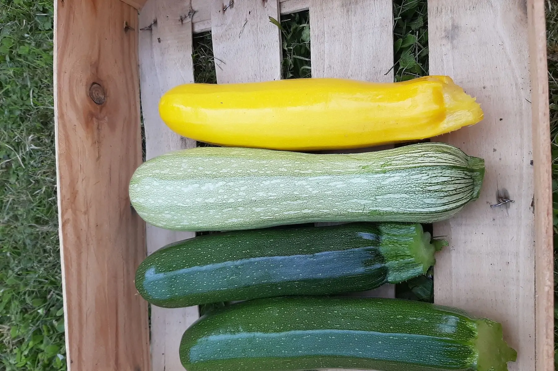 courgettes bio