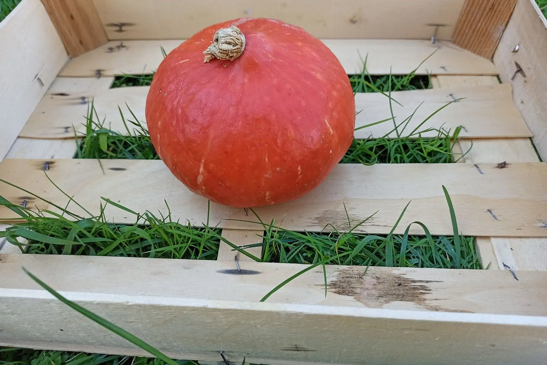 potimarron 700 grs (+/- 50 grs)