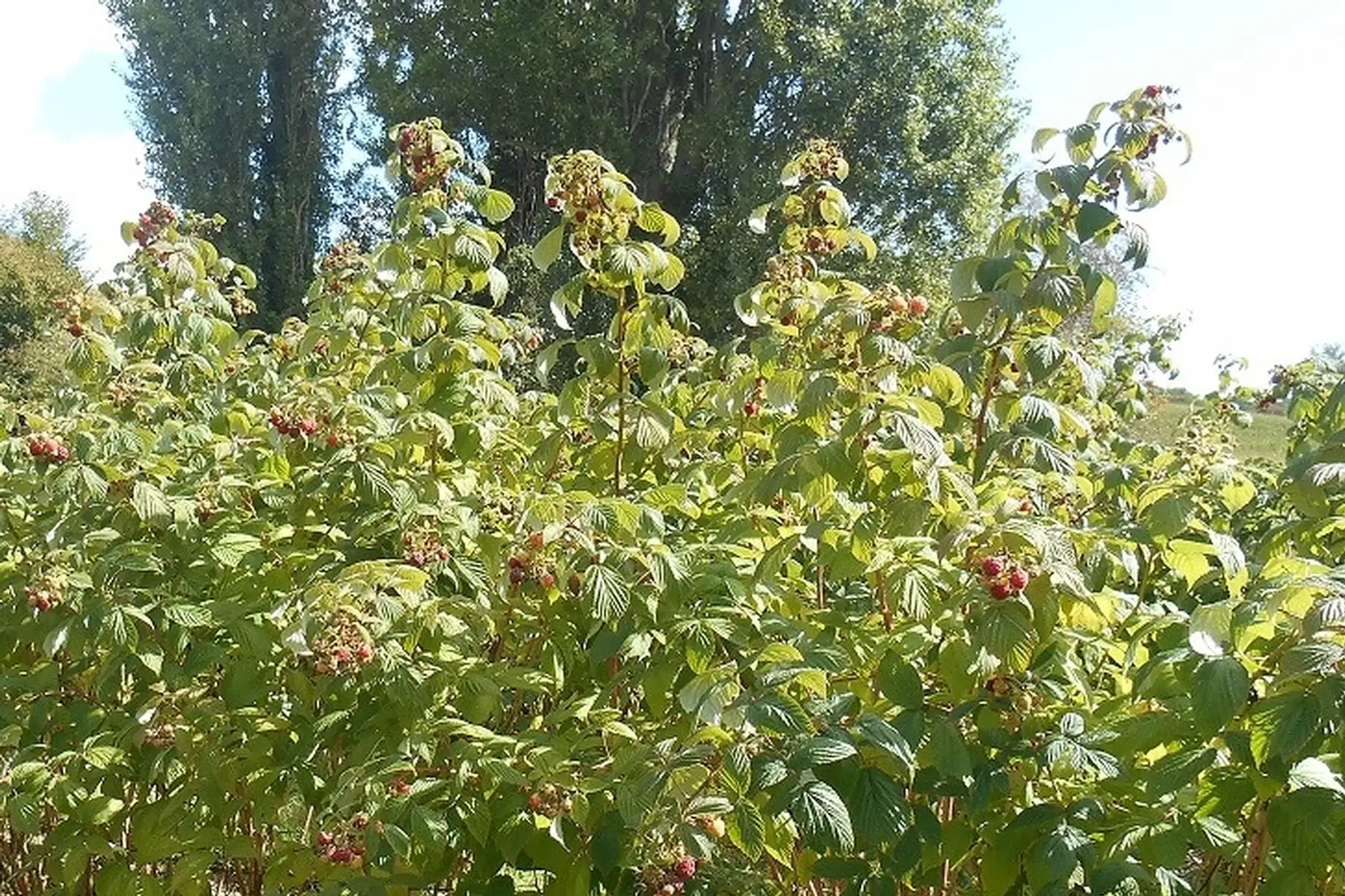 plant de framboisier