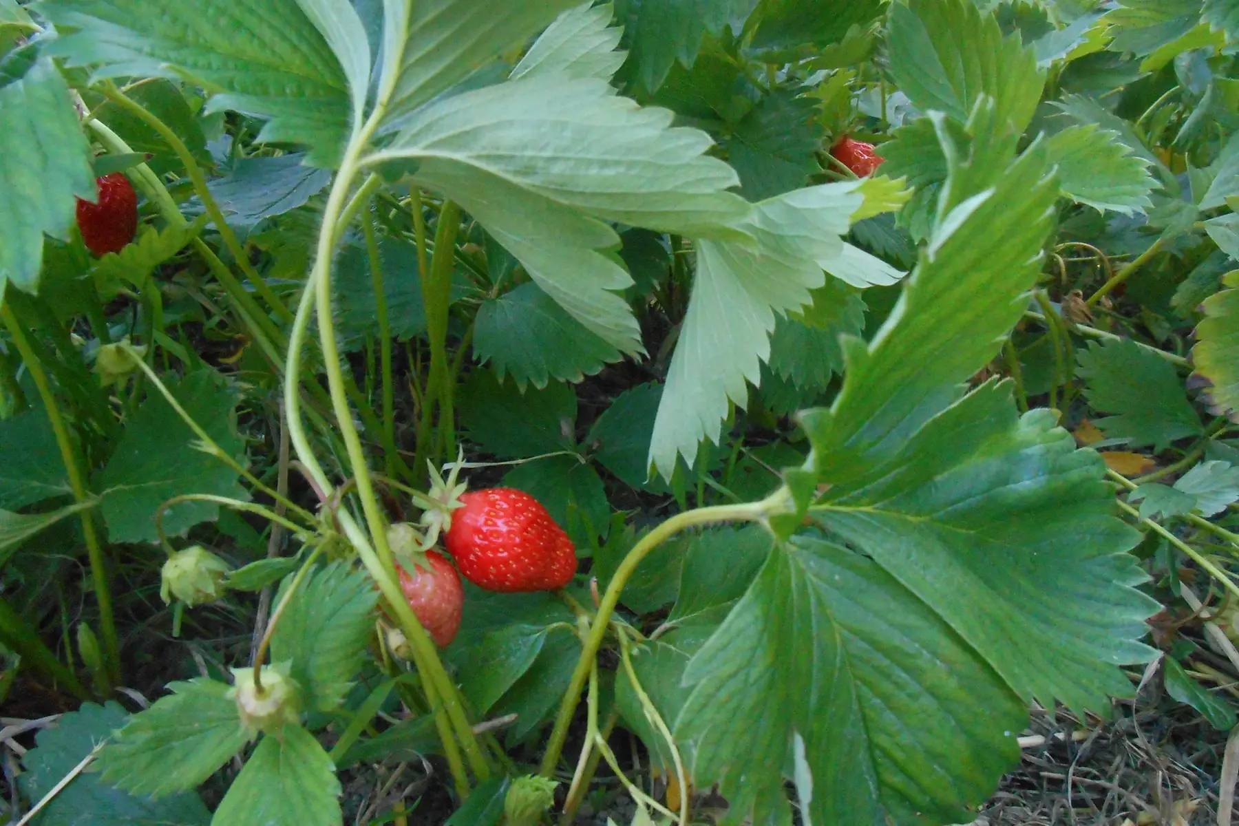 plant de fraisier