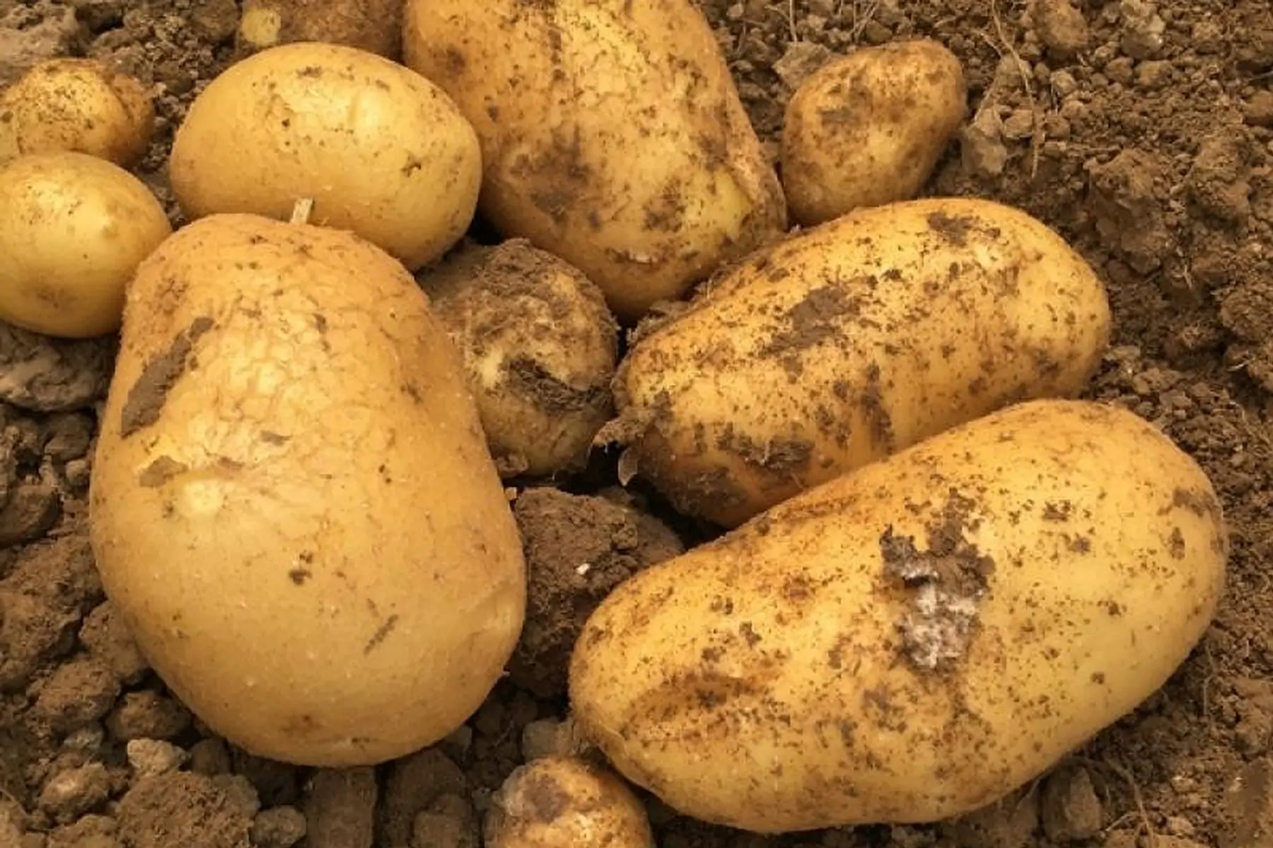 pomme de terre nouvelle