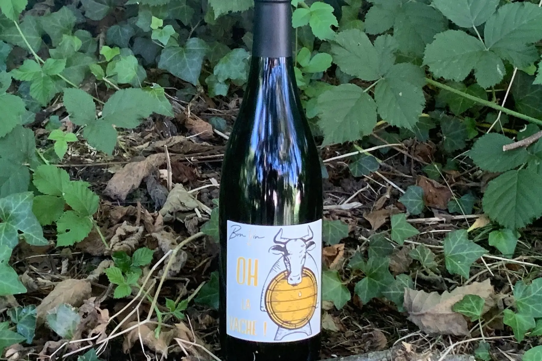 oh la vache blanc